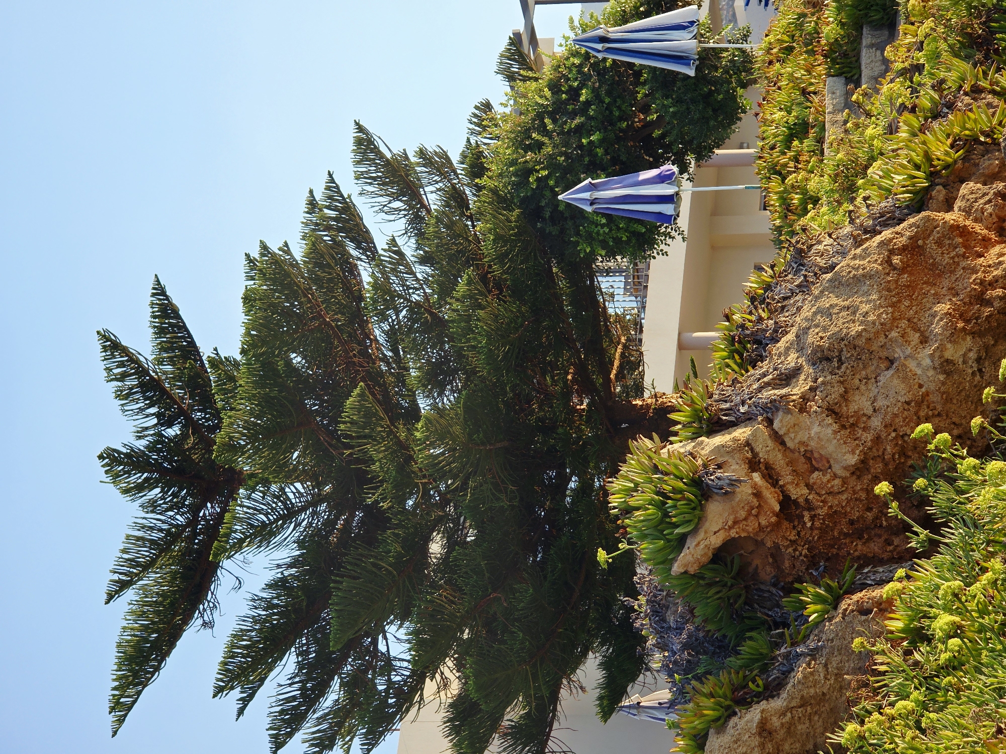 In Malia Municipal Unit, Greece, this image captures a sun-drenched scene with a large, mature pine tree dominating the center. Its dense, dark green foliage reaches towards a clear blue sky. In the foreground, a rocky outcrop is covered with a variety of succulents and low-lying green plants, some bearing small yellow buds. Behind the rocks and partially obscured by the pine tree, two closed beach umbrellas with blue and white stripes stand upright. A building with a light-colored facade and a balcony with railing is visible in the background. The overall impression is of a well-maintained outdoor area, likely a resort or a private residence, enjoying fair weather.