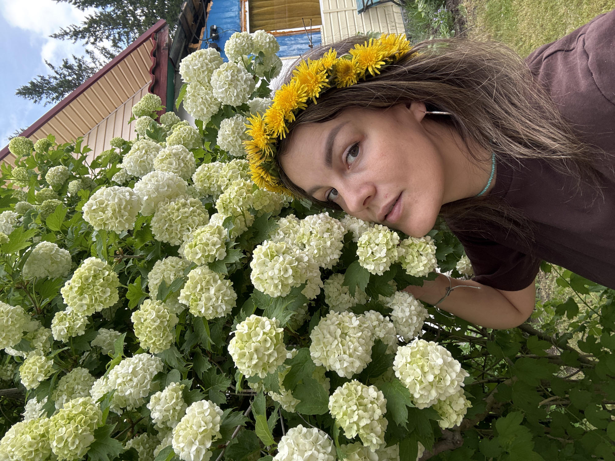 A medium shot shows a young woman with a flower crown of yellow dandelions on her head, posing in front of a bush with numerous white flowers in Malaya Kuskunka, Russia. The woman, facing slightly to the left, has brown hair and is wearing a dark brown t-shirt and a turquoise beaded necklace. Her right hand is extended towards the white flowers. Behind her, a portion of a wooden house with a beige and brown patterned roof is visible, along with green trees and a cloudy sky. The ground in the foreground is covered in green grass.