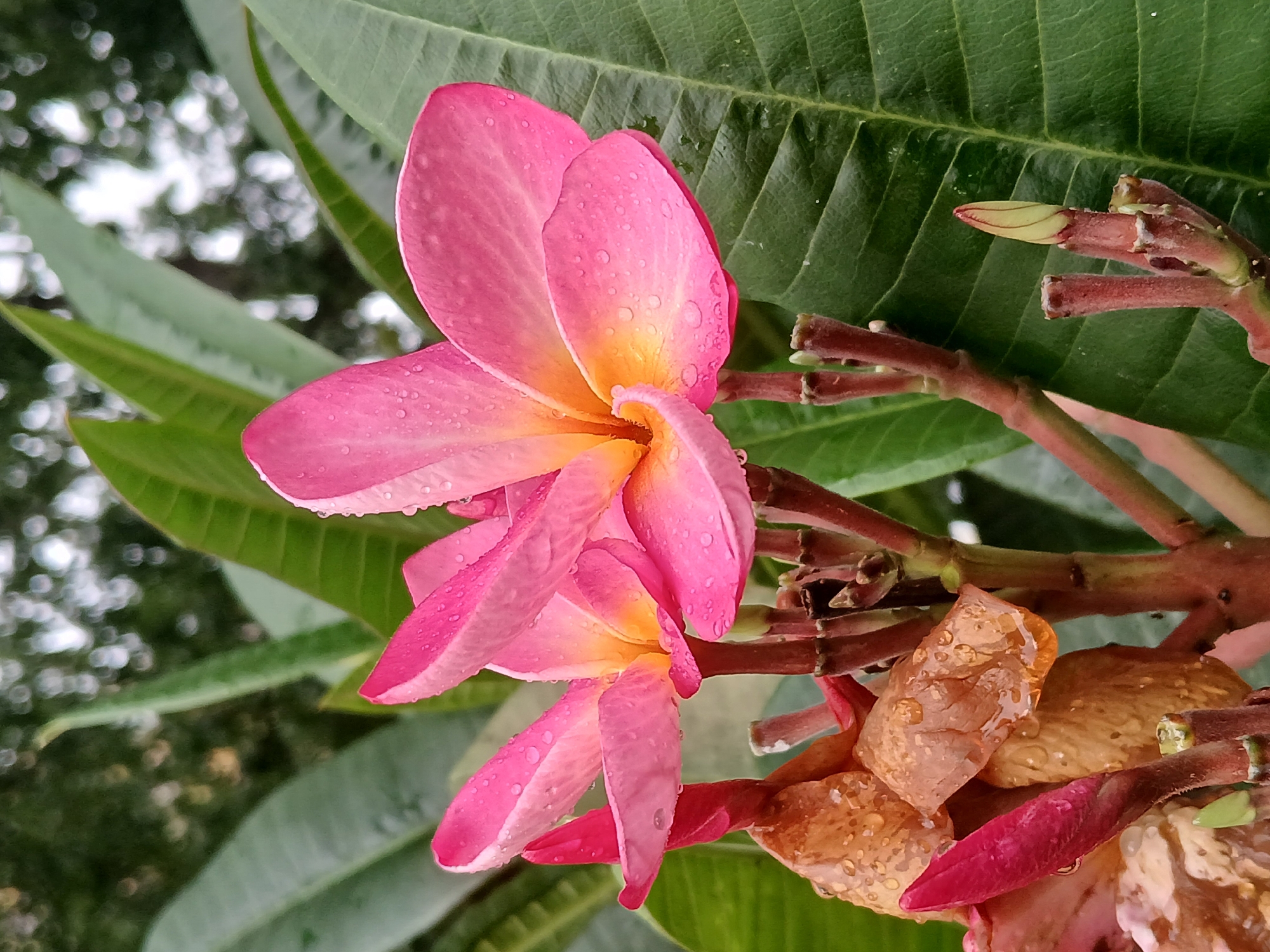 This close-up image showcases a vibrant cluster of frangipani (Plumeria) flowers, characterized by their striking pink and yellow-orange coloration. The petals transition from a rich fuchsia pink at their outer edges to a warm, sun-kissed yellow and orange towards their centers. Numerous small, reflective water droplets dot the surface of the petals and the surrounding green leaves, indicating recent rain or heavy dew.
The flowers are attached to a reddish-brown branch, from which several flower buds in various stages of development are also visible; some are deep red, while others display a lighter yellow-green hue. A dried, crinkled brown petal or flower part, also covered in water droplets, is seen towards the lower right.
The background features blurred green foliage, creating a soft, natural bokeh effect. In the upper left, distant, out-of-focus highlights suggest sunlight filtering through the canopy or reflections. The lighting is soft and diffused, lending a serene quality to the scene, likely captured on an overcast day, early morning, or late afternoon. The tropical appearance of the flowers is consistent with the flora found in regions such as Ciudad Guayana, Venezuela. No visible text is present.