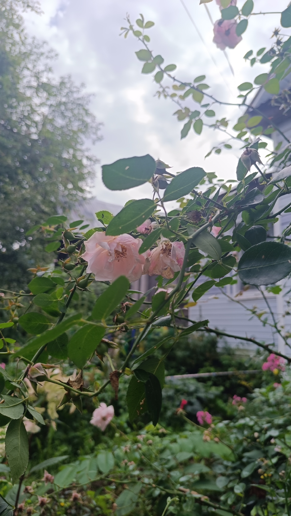 This is a close-up, outdoor, medium-shot photograph of a rose bush with pale pink flowers and green leaves. The rose bush is in focus, with its thorny branches and delicate petals visible. In the background, a house with light blue siding and a gray roof can be seen. The sky above is cloudy and overcast. The image appears to have been taken in the city of Karsha, Russia. There are no people visible in the image. The scene is natural and serene.