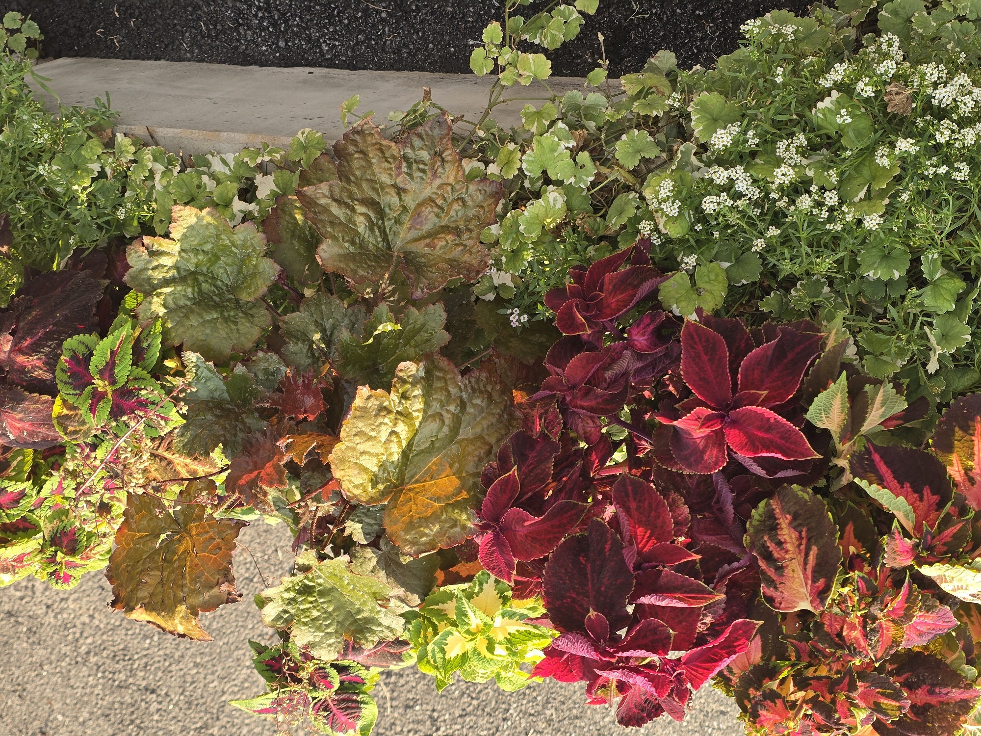 This is a close-up, overhead shot of a planter box filled with various plants, bordering a grey asphalt surface. The planter appears to be made of a light-colored concrete or stone. The plants include several varieties of Coleus with leaves in shades of red, burgundy, green, and yellow, as well as broader, textured leaves in brown and green, possibly from a Heuchera. Interspersed are smaller green plants with white flowers, possibly Sweet Alyssum, and a variegated ground cover with green and white leaves. The composition suggests an outdoor urban setting, potentially a park or street in Sofiivska Borshchahivka, Ukraine, given the provided context. There are no people or animals visible in the image. The lighting suggests it is daytime, with shadows present.