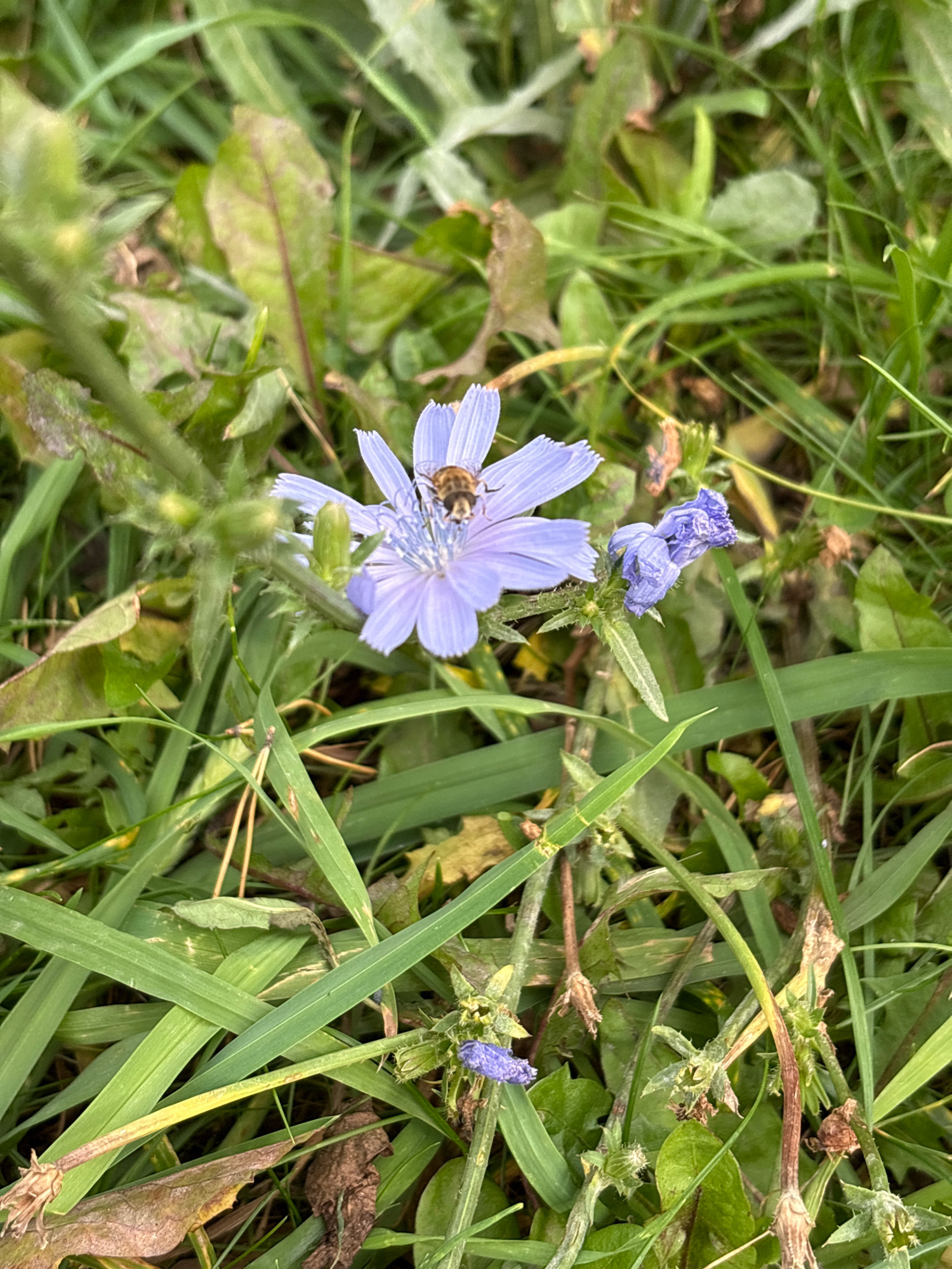 The image shows a close-up view of a light purple chicory flower in bloom, with a bee on its petals. The flower is surrounded by lush green grass and some brown, dried leaves. The background is a blur of green foliage, suggesting an outdoor, natural setting. The scene is likely in Zapadny, Russia, given the context.
