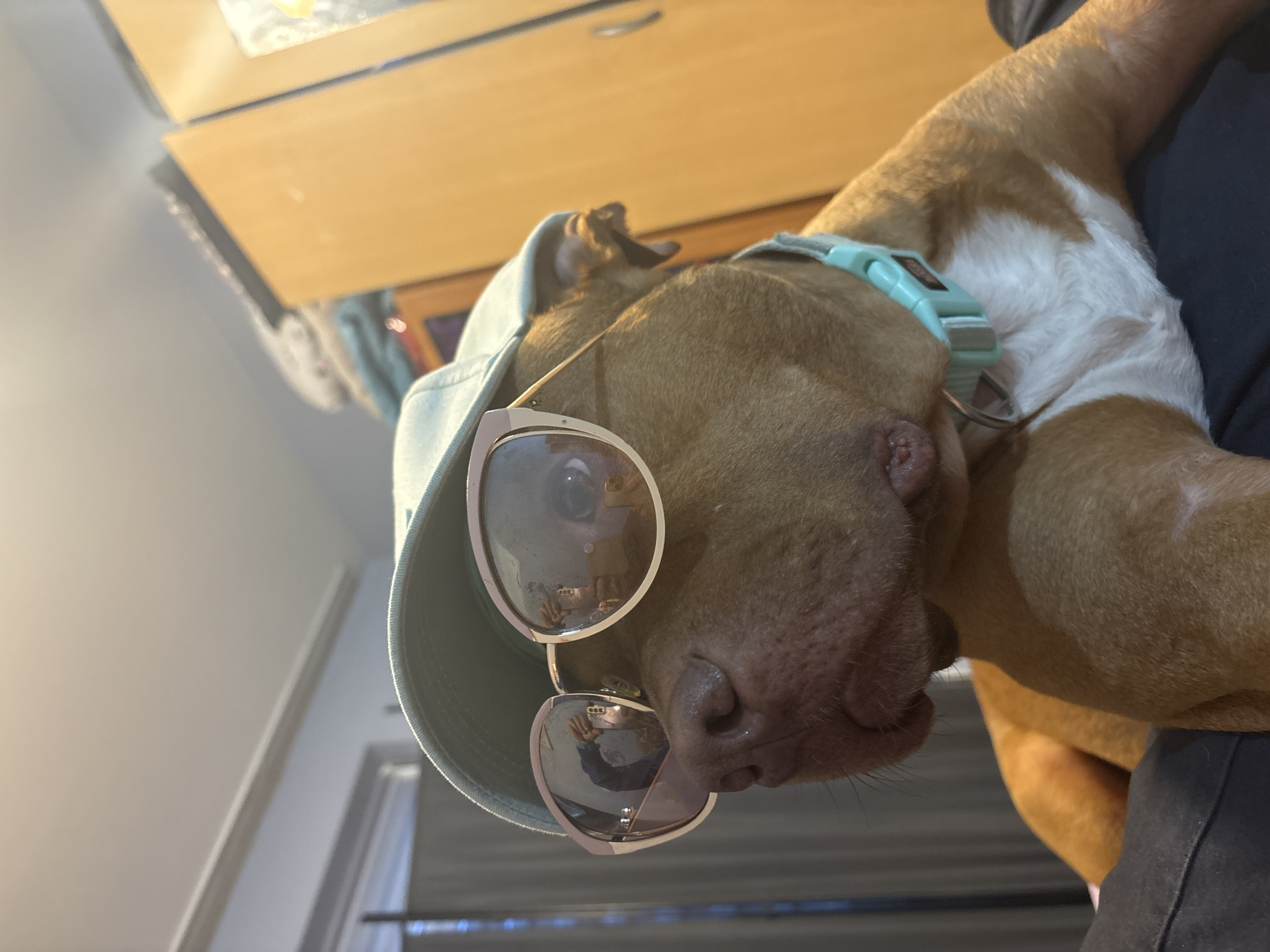An eye-level shot captures a brown and white pitbull-type dog lounging indoors. The dog's head is tilted downwards, resting against a person wearing dark blue or black clothing, only partially visible. It is adorned with a light blue/mint green baseball cap, worn backward, and matching sunglasses that cover its eyes. A light blue collar is also visible around its neck.
Reflections in the dog's sunglasses show a person's hands, likely holding a phone or camera to take the picture, along with vague reflections of the surrounding indoor environment. The dog appears calm and relaxed, exuding a playful or 'cool' attitude due to its accessories. The background consists of light brown wooden furniture, possibly cabinets or drawers, illuminated by what appears to be ambient indoor light during the daytime. No discernible text is visible on any of the items. The provided location context for this scene is Sofia, Bulgaria.