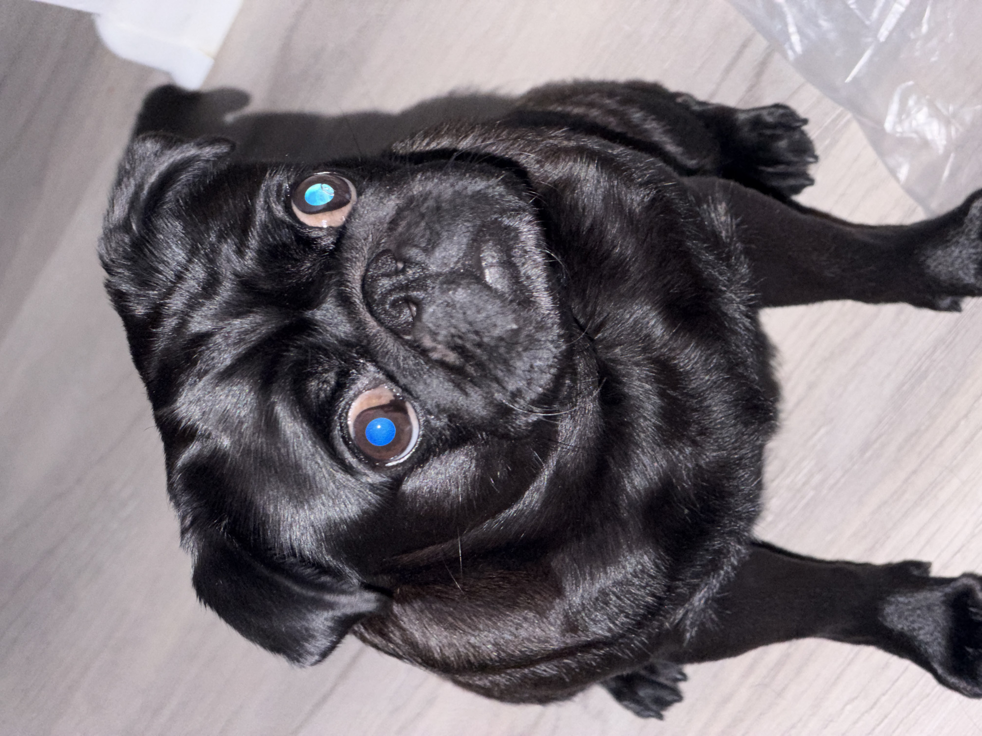 A black pug dog with striking blue-tinted eyes lies on a light-colored wooden floor, viewed from a high angle. The dog's fur is sleek and shiny, with natural wrinkles around its face. Sunlight casts a distinct shadow on the floor, suggesting it is daytime and indoors. To the upper right of the frame, a white, translucent object, possibly plastic packaging, is visible. The pug appears to be looking upwards towards the camera with an alert expression. The overall impression is of a close-up portrait of a pet in a domestic environment.