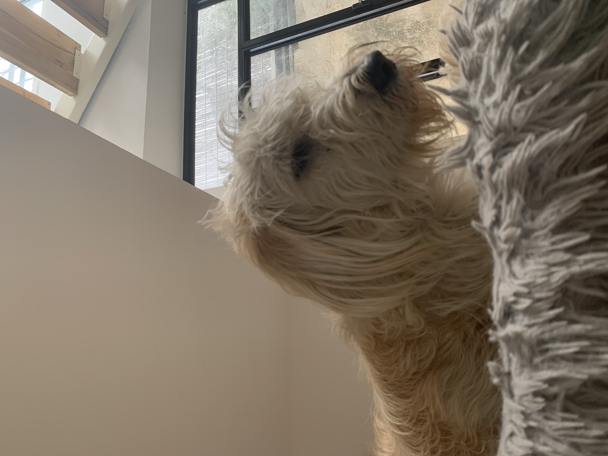 A medium shot focuses on a tan Wheaten Terrier dog, seen from a low angle. The dog's head is turned toward a window, and its body is partially obscured by a gray, shaggy material, possibly a blanket or dog bed. The dog is situated indoors near a window frame and a staircase with wooden steps. The background reveals a window with a blurred view of an exterior location. There is no other information to support that this image was taken in the city of Tel-Aviv, Israel.