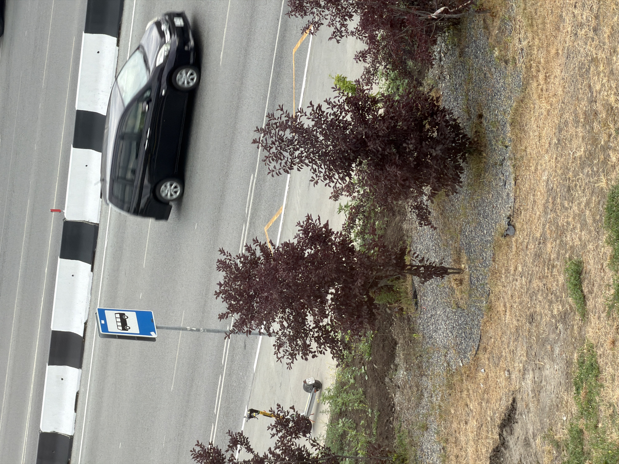 An outdoor, eye-level shot shows a road with a black minivan in motion, blurred by its speed, traveling from left to right. To the left of the road is a bus stop sign. A black scooter is parked on the sidewalk to the left of the sign. In the foreground, several small, dark-leaved trees are planted on a patch of gravel. The ground beyond the trees is covered in dry grass, with some patches of green grass visible at the bottom of the frame. The scene appears to be located in Novosibirsk, Russia, judging by the context provided.