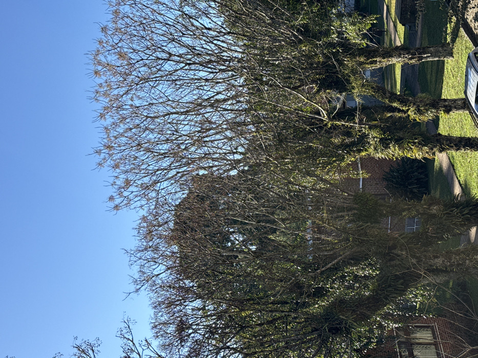 The image displays an outdoor scene in Canela, Brazil, under a clear, unobstructed blue sky. The foreground and midground are dominated by several mature trees, exhibiting mostly bare, intricate branch structures, suggesting a dormant or deciduous state. The trunks and numerous branches of these trees are heavily covered with dense green epiphytic growth, primarily ferns and mosses. In the background, visible through and between the trees, are portions of red-brick buildings with visible windows, indicative of residential or urban structures. Ground level elements include manicured green grass areas and sections of concrete pathways. A small portion of a light-colored vehicle is visible in the lower right corner of the frame. No individuals are present, and no actions or interactions are depicted.