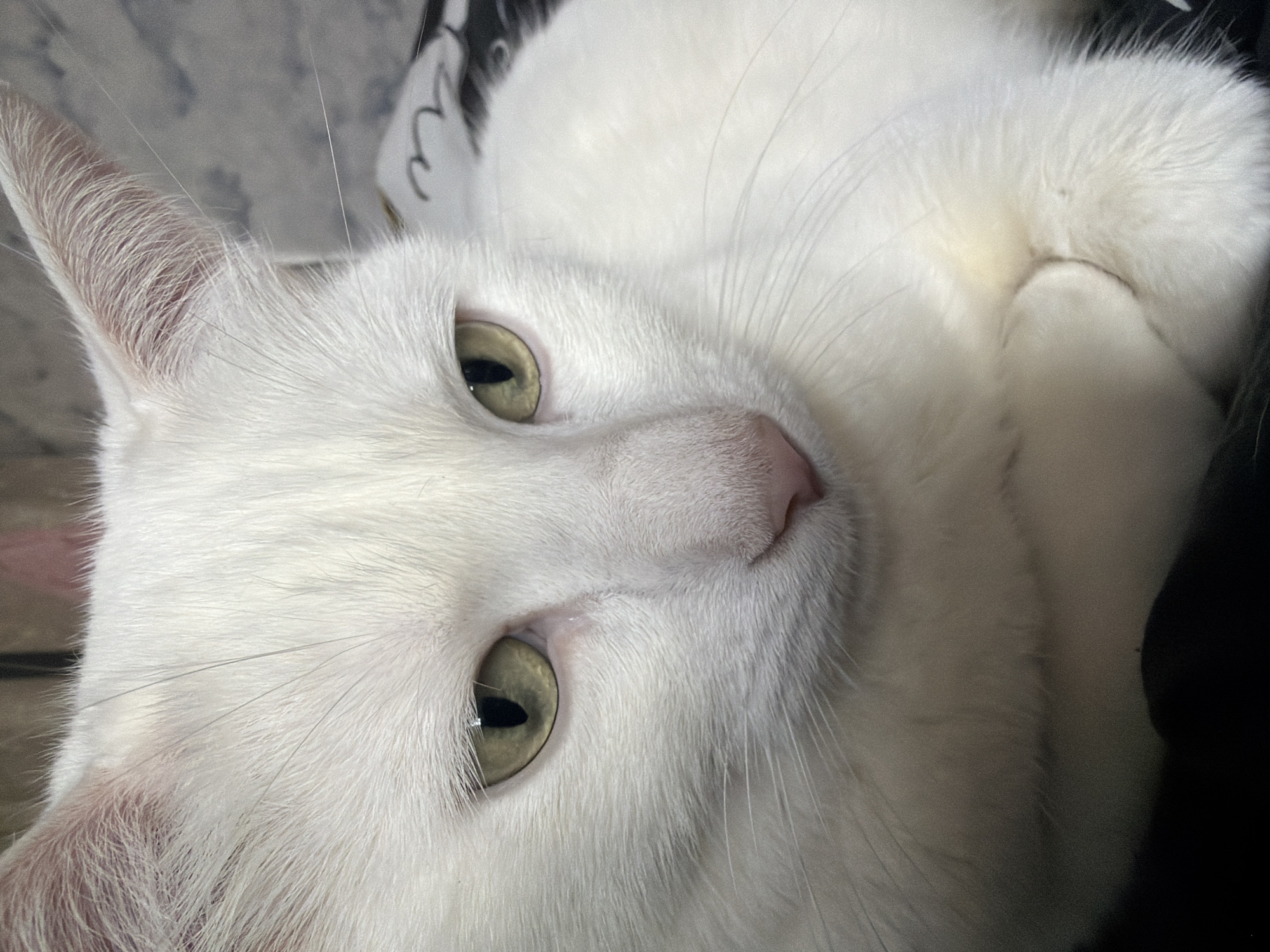 A close-up, angled view of a white cat with green eyes and a pink nose. The cat is lying down, with its paws curled near its face. The background appears to be bedding with a black and white pattern. The scene does not suggest any location in Staraya, Russia.
