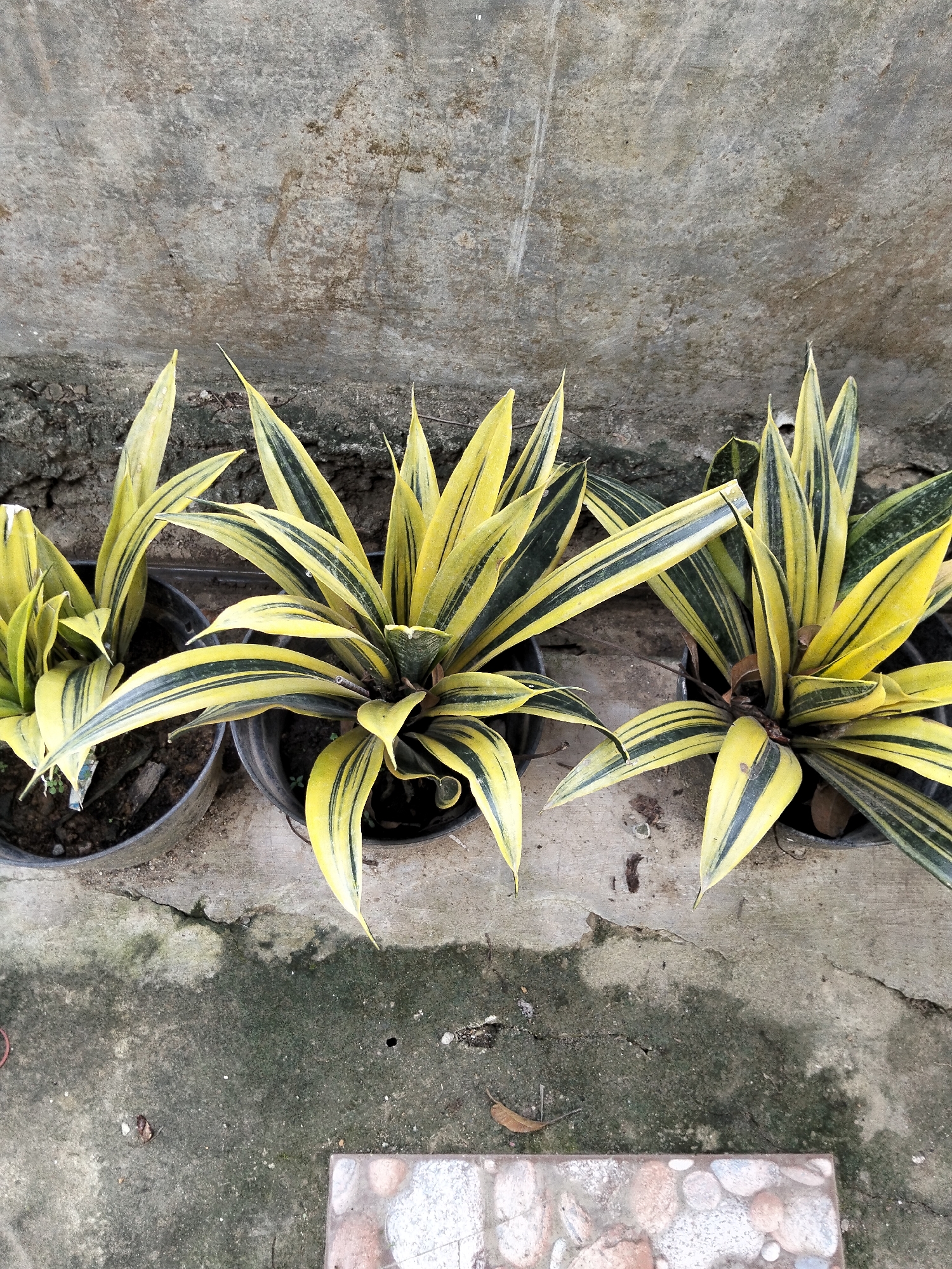 In Payagaboh, Indonesia, a static, high-angle photograph captures three potted plants lined up against a weathered concrete wall. The plants are characterized by their sword-shaped leaves, which exhibit a striking variegation of bright yellow with dark green stripes. They are housed in black plastic pots filled with dark soil. The ground beneath them is a rough, aged concrete surface, showing signs of wear, cracks, and some mossy growth. The wall behind the plants is also concrete, textured and stained, suggesting an outdoor, possibly utilitarian, setting. The lighting is even, indicating it might be overcast or the image was taken in diffused daylight. The scene is devoid of human presence or activity, presenting a straightforward depiction of ornamental plants in an urban or semi-urban environment.