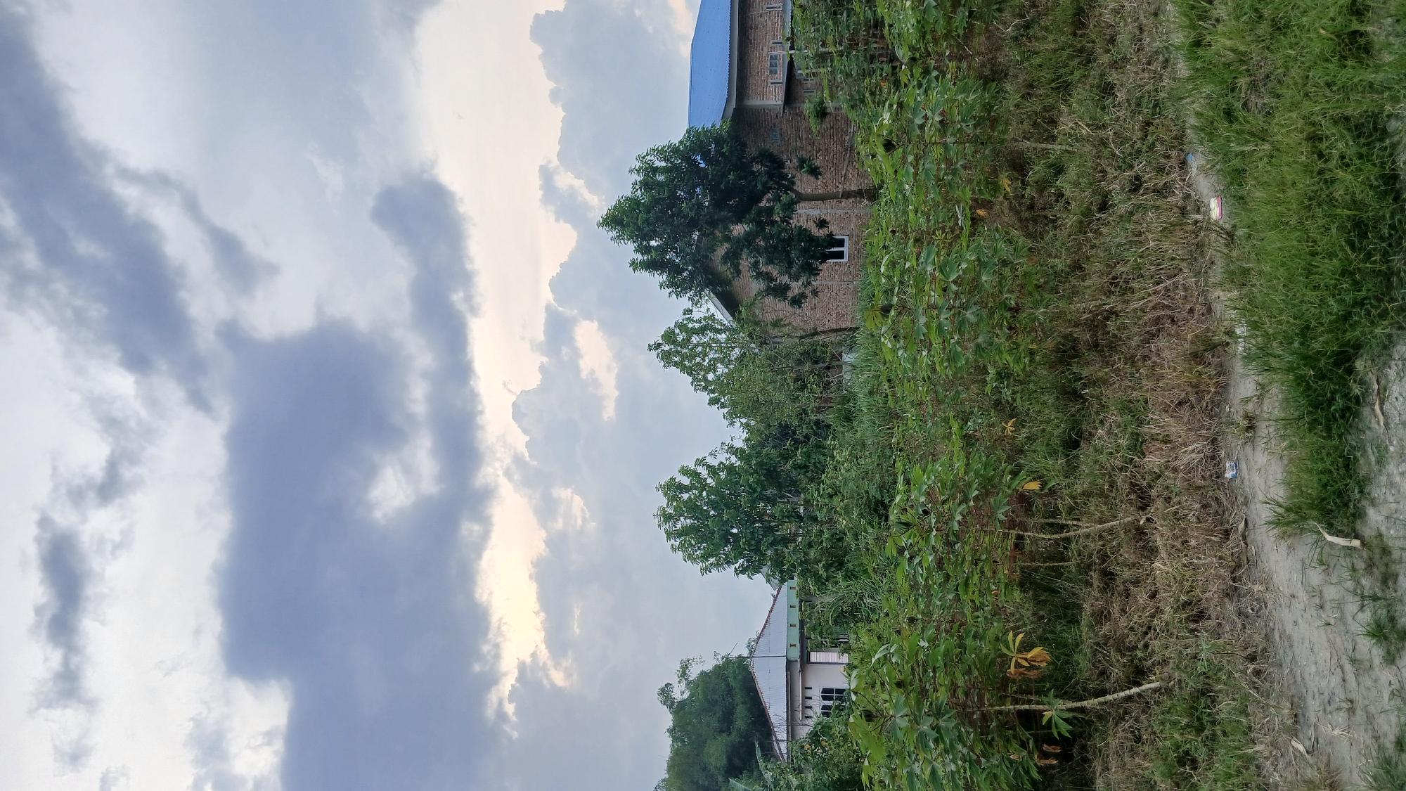 The image depicts an outdoor scene in Klambir Lima Kebun, Indonesia, under a cloudy sky. In the foreground, a patch of dry grass and soil leads to a field of green plants, possibly cassava, with some yellowing leaves. Beyond the plants, two buildings are visible. The building on the left is a light-colored house with a white roof and visible windows. The building on the right is larger, constructed of brick, with a prominent blue roof and multiple windows. Several trees of varying heights are scattered between the buildings and in front of them, with lush green foliage. The sky is filled with dramatic, gray and white clouds, with hints of yellow light peeking through, suggesting either sunrise or sunset. The overall impression is of a rural or semi-rural setting with natural vegetation and residential structures.