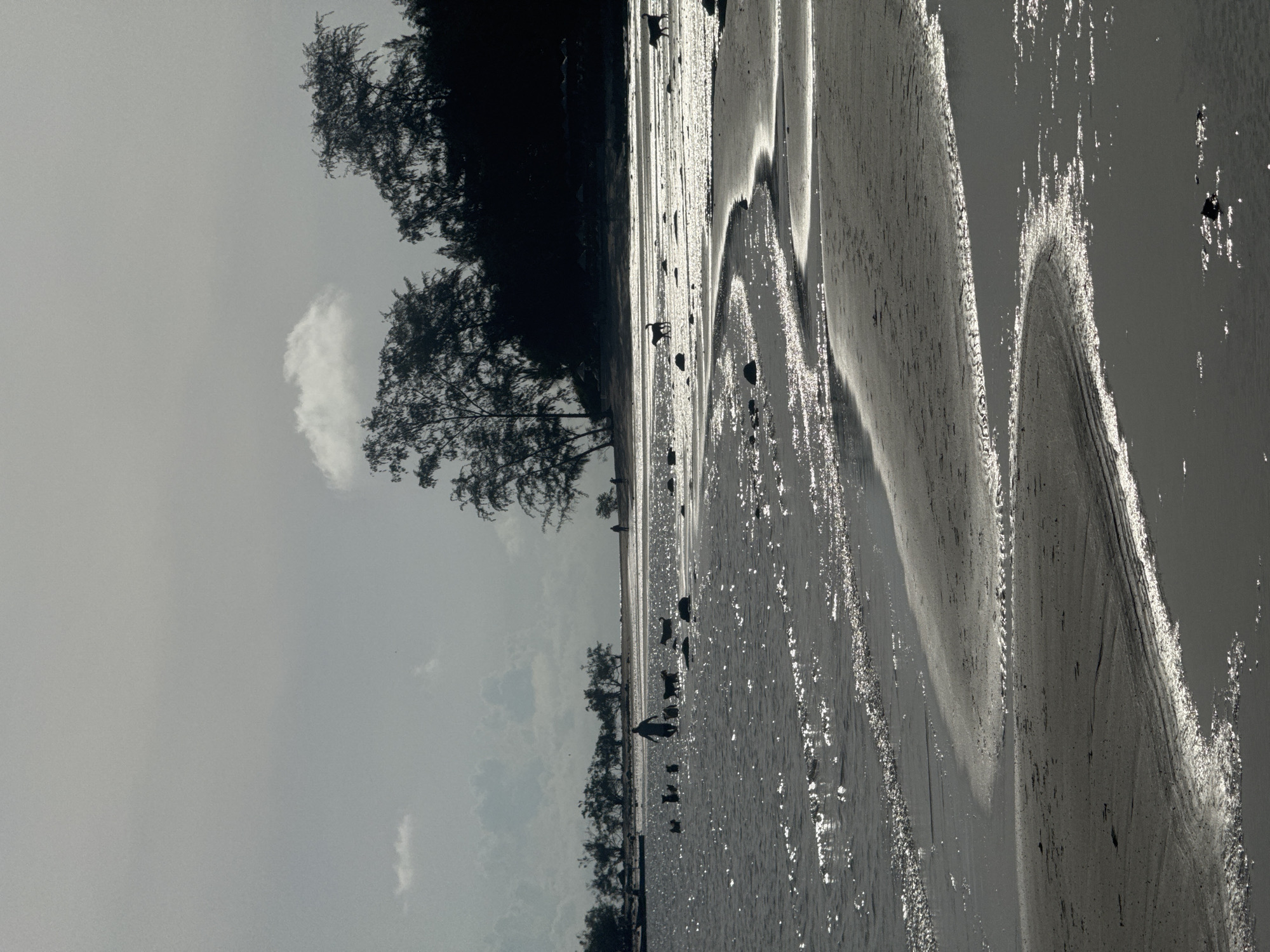 A group of dogs and one person are walking in shallow water near a beach with trees in the background. The sun is shining, creating a bright reflection on the water. The scene is captured in a grayscale tone, with the sky being overcast.