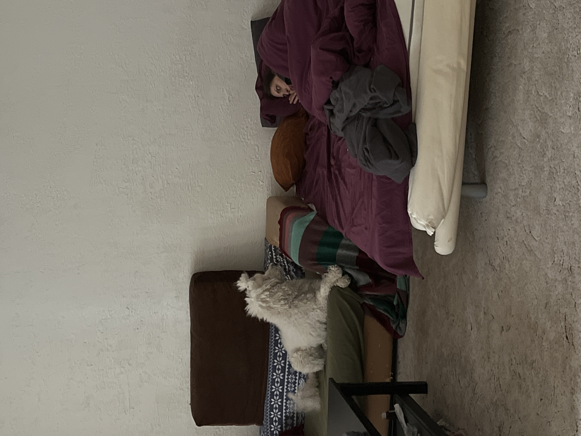The image shows a person lying in a bed with a purple duvet, with a gray sweatshirt on top of the duvet. A white dog is lying on a couch near the bed. The room has light-colored walls and a gray floor. There is a brown pillow on the bed and a long, cylindrical pillow to the right of the person. The location is unknown.