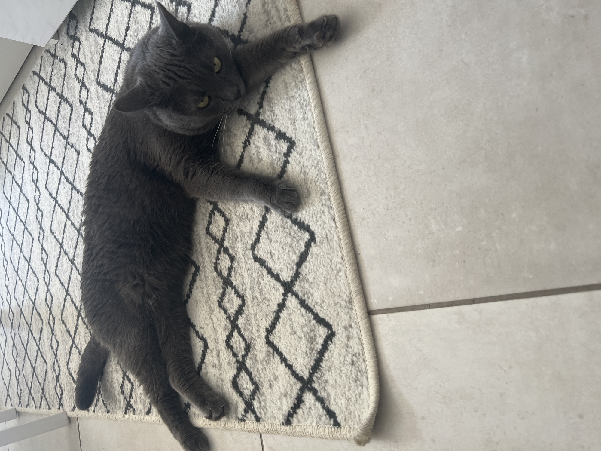 A gray cat lies on its side on a patterned rug, its body stretched out on a white and gray diamond-patterned rug. The cat's front paws are extended forward, and its back legs are tucked underneath its body. Its tail is also extended, resting on the rug. The cat's head is turned towards the viewer, and its green eyes are open. The rug is placed on a light-colored tiled floor. There are no people or other animals visible in the image. The scene is indoors.
