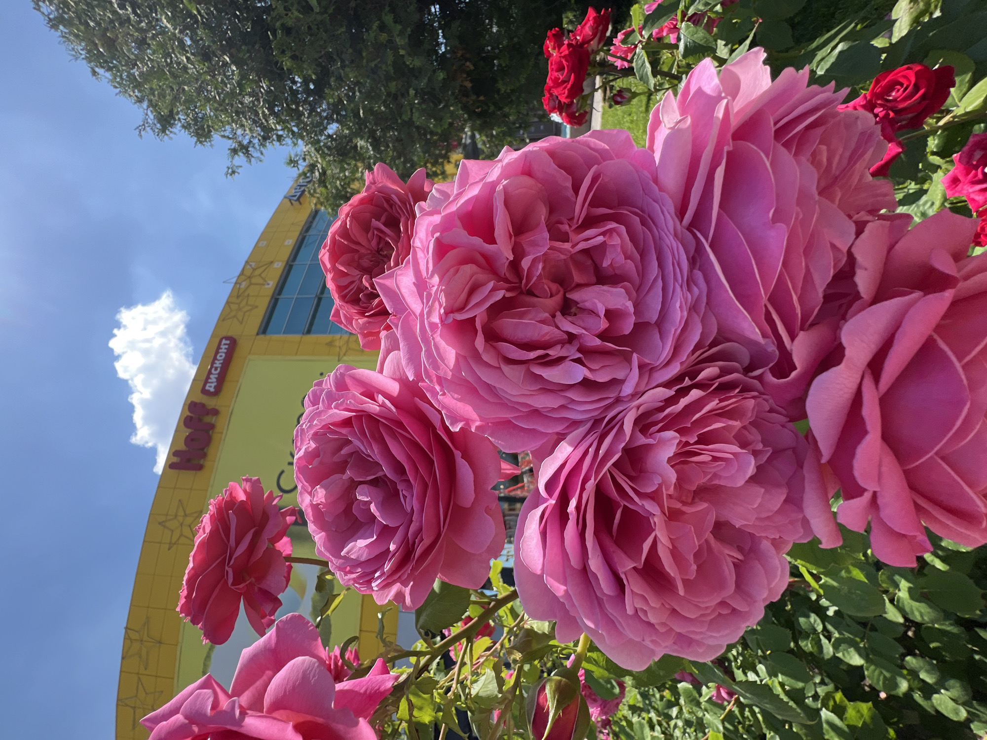 A vibrant outdoor scene, taken from a low angle, showcases a lush cluster of pinkish-magenta roses in full bloom. The foreground is dominated by these large, multi-petaled flowers, with numerous ruffled petals catching the bright sunlight. Some smaller red roses are visible further back and to the right, nestled amongst rich green foliage, suggesting a well-maintained garden or landscaped area.
Behind the roses, a modern, distinctively yellow building with large windows rises against a clear blue sky. The building features part of a sign with visible text: "Hoff" and "ДИСКОНТ" (DISKONT), indicating a retail establishment, likely a discount store. The yellow facade also has decorative star-shaped elements. A single white cloud drifts in the bright blue sky, and green tree foliage is visible in the upper left corner, further emphasizing the sunny, daytime setting. The scene is located in Krasnodar, Russia, as per the provided context. The bright sunlight illuminates the entire image, creating highlights on the rose petals and the building's surface.