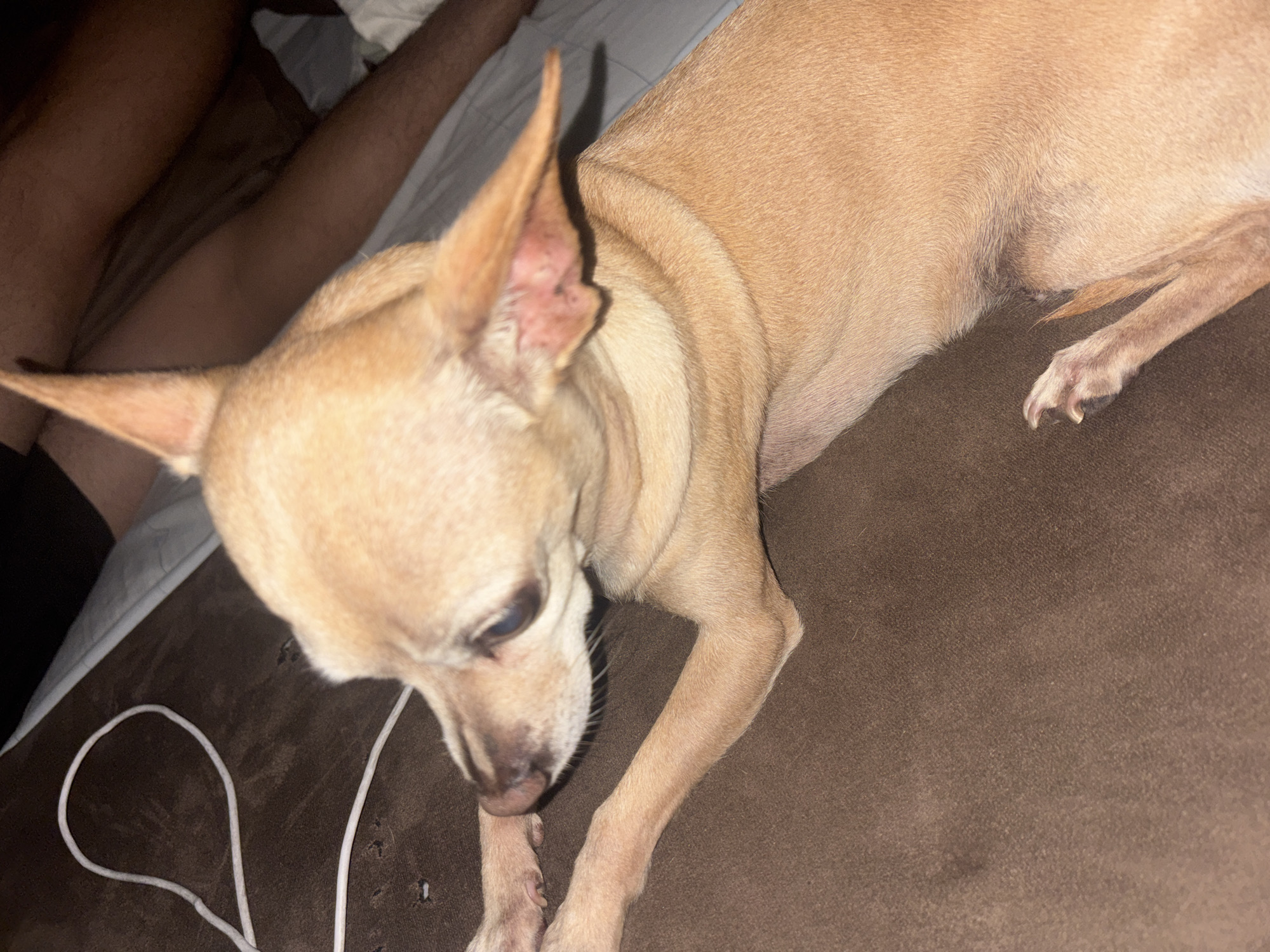 A fawn-colored Chihuahua dog is lying on a brown upholstered surface. The dog is positioned in the center of the image, its head tilted downward, with its front paws extended. A white cord is visible near the dog's head. A person's legs are visible in the upper left corner of the image, resting on a white sheet. The location is unknown.