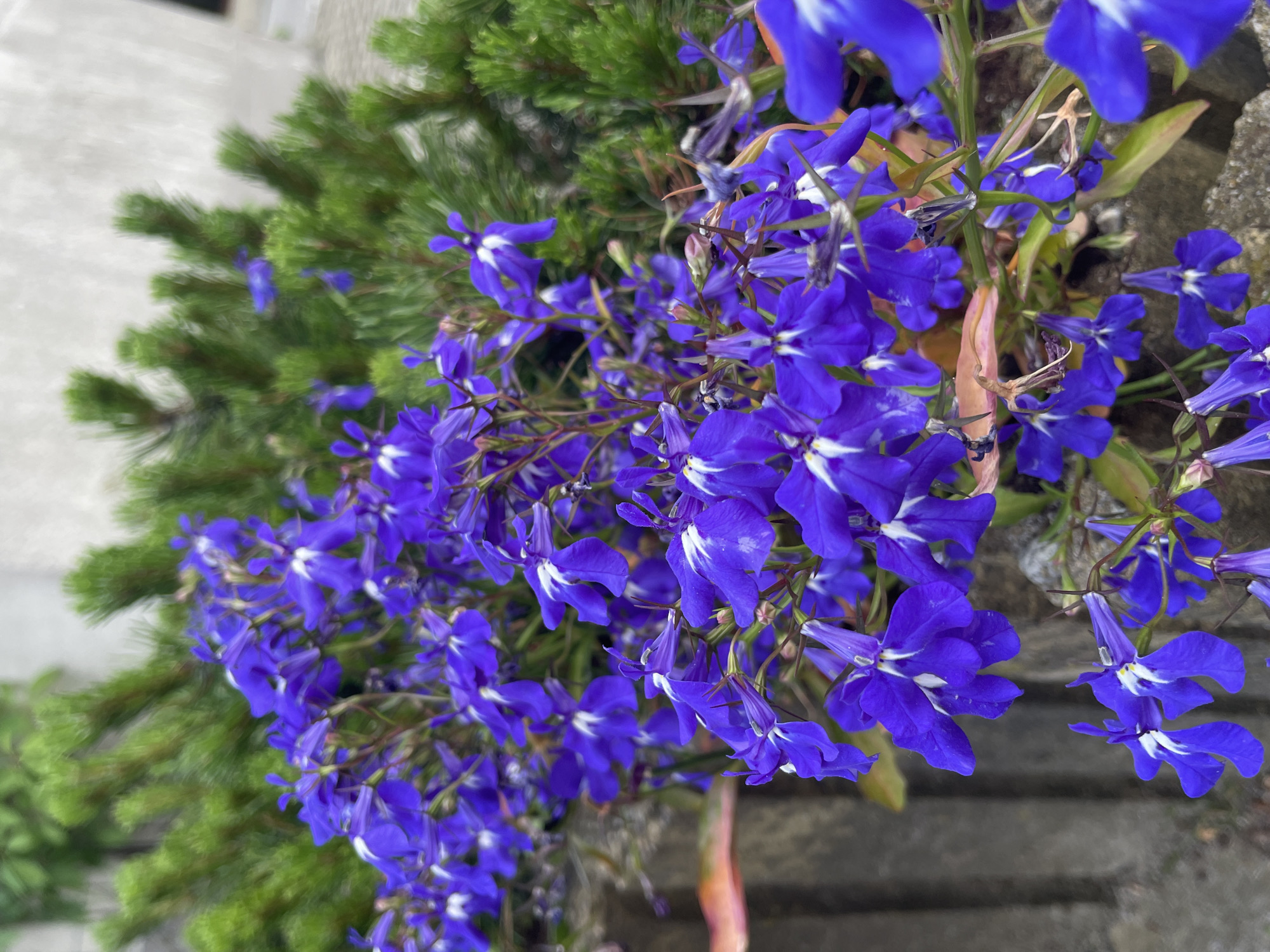 A close-up, slightly angled shot captures a vibrant display of blue lobelia flowers cascading over the edge of a wall or planter. The small, delicate flowers, with white accents near their centers, are densely clustered together. Behind the lobelia, there's a backdrop of green, possibly a coniferous plant, providing a contrasting texture. The scene is bathed in natural light, and the background suggests an urban or garden setting. The location appears to be a public space in Unknown, Unknown.
