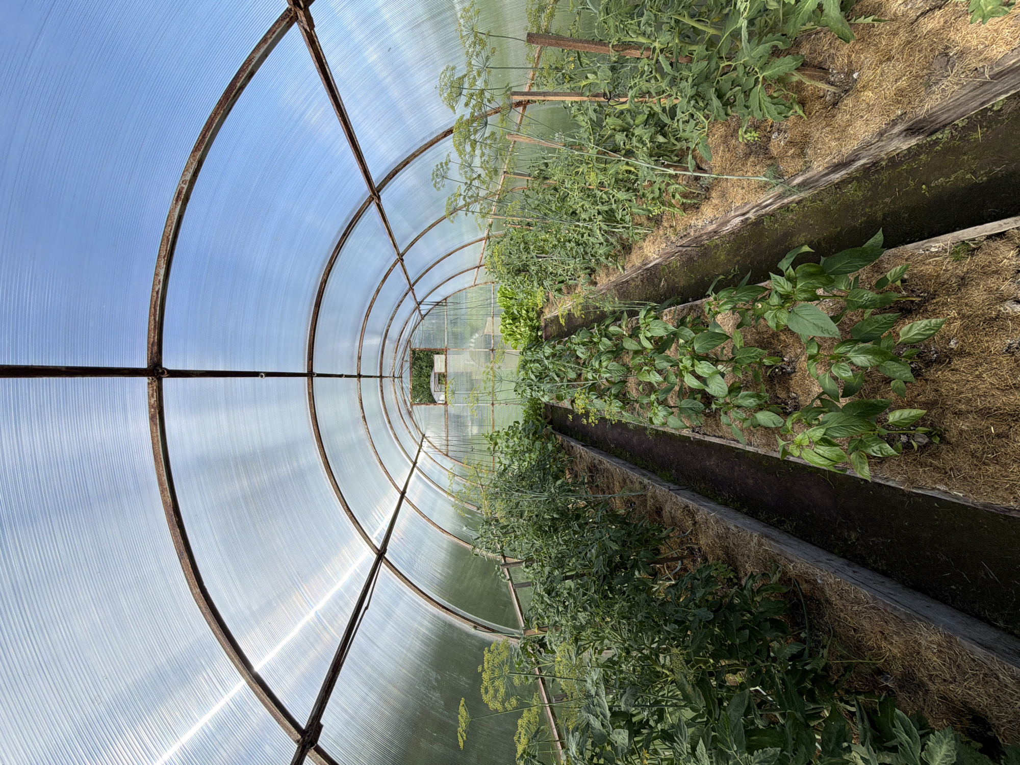 The image shows the interior of a greenhouse in Novozavidovskiy, Russia. The greenhouse has a curved, transparent roof made of corrugated polycarbonate supported by a rusty metal frame. Two raised garden beds run lengthwise down the greenhouse, filled with soil and straw mulch.
The left bed contains tall, leafy green plants, possibly tomato plants, with some featuring delicate yellow flowers. The right bed is planted with rows of smaller, vibrant green pepper plants. In the distance, more greenery is visible, suggesting other plants are growing further down the greenhouse. The overall scene depicts a well-maintained garden within a protective structure.