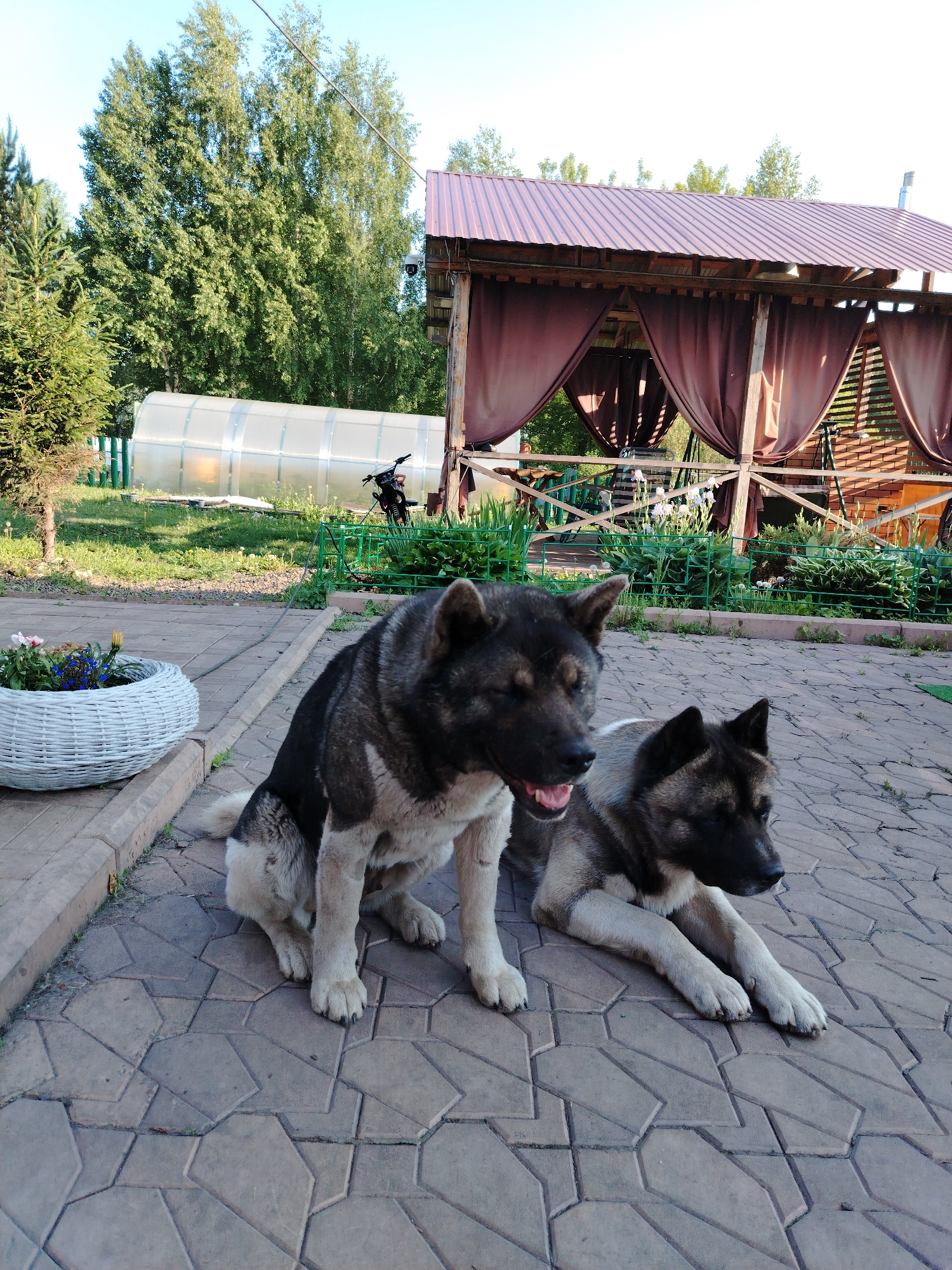In the village of Rassvet, Russia, two Akita dogs are resting on a paved patio in front of a covered outdoor seating area. The larger dog, on the left, is sitting upright with its mouth open and tongue visible, appearing alert. The second dog, on the right, is lying down, looking off to the right. The patio is made of interlocking concrete pavers. To the left of the dogs, a white wicker planter holds flowers. In the background, a greenhouse is visible, along with trees, a fence, and the red-roofed structure of the gazebo. The sky is clear and blue.