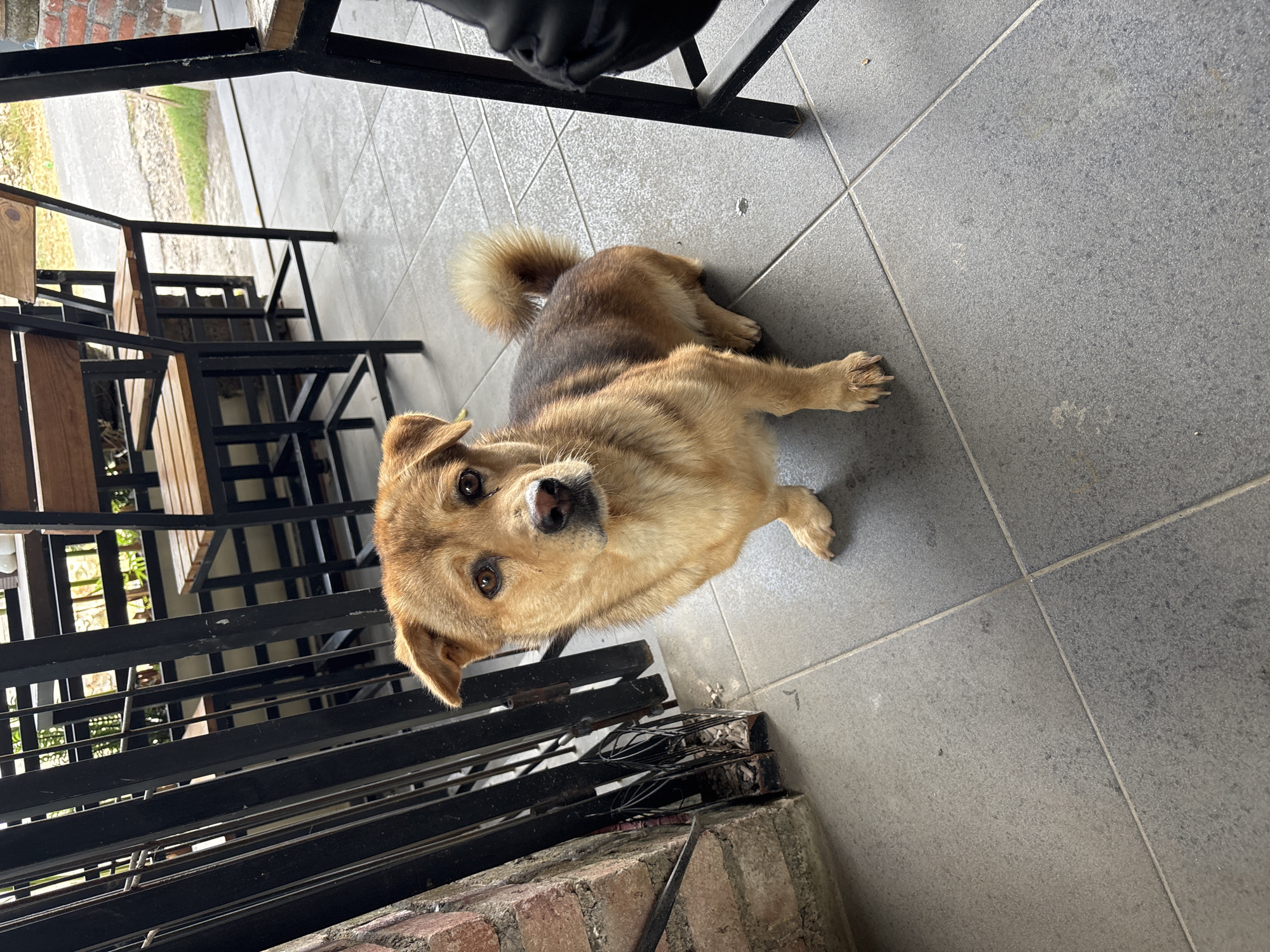 The image shows a medium-sized dog with light brown and dark brown fur sitting on a tiled floor. The dog is looking directly at the camera with its head tilted slightly. The dog has floppy ears and a bushy tail curled over its back. In the background, there are black metal railings and wooden chairs, suggesting an outdoor seating area. A brick wall is visible on the left side of the frame. The overall environment appears to be an outdoor cafe or restaurant area, possibly in Kuta Selatan, Indonesia, given the style of the furniture and the general setting. There are no people clearly visible in the image. The floor is made of large, grey tiles.