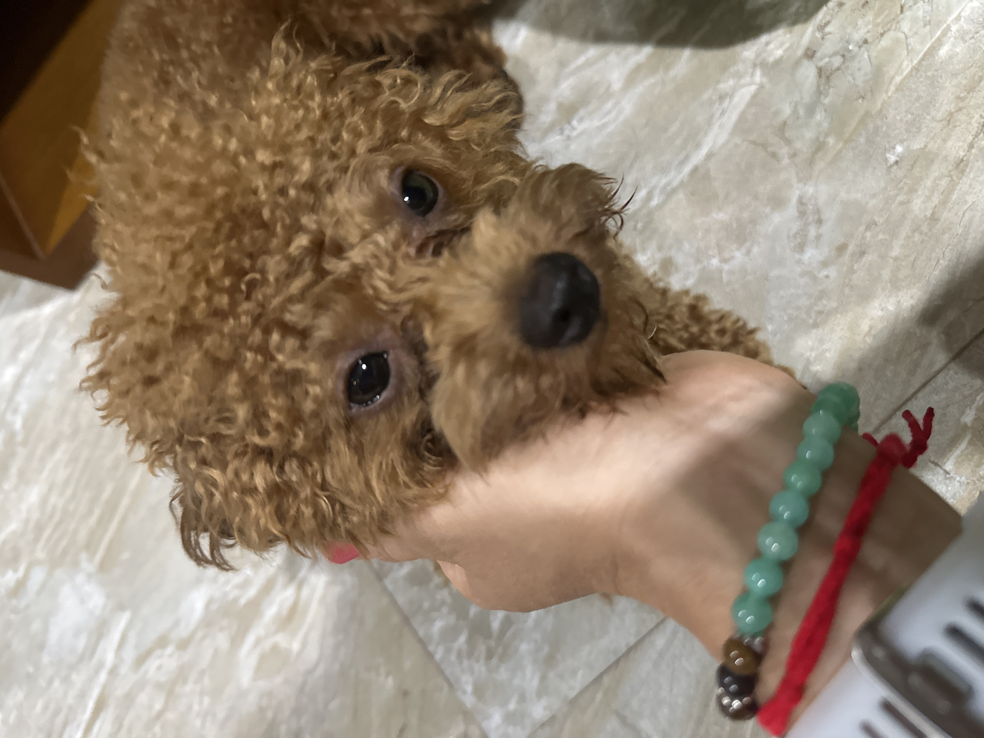 A brown, curly-haired poodle is lying on a white and beige patterned floor. A human hand, adorned with a green beaded bracelet and a red string bracelet, is gently holding the dog's head. The scene is located in Bac Nha Trang Ward, Vietnam.