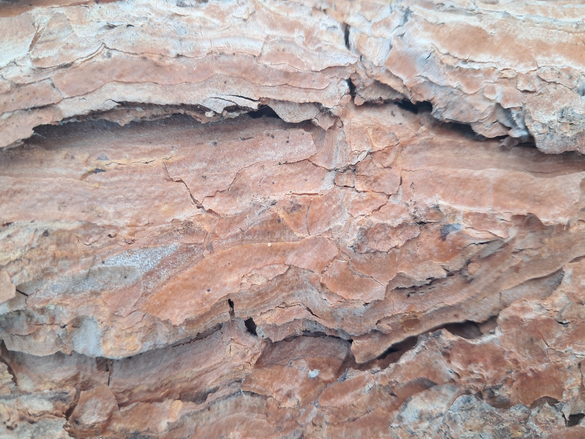 The image is a close-up, detailed view of tree bark. The bark exhibits a rough, textured surface with deep fissures and crevices, displaying shades of brown, orange, and grey. The texture suggests a weathered and aged tree. There are no people, animals, or man-made objects visible in the image. The background is entirely filled with the bark's surface. The location is identified as Amygdaleonas, Greece.
