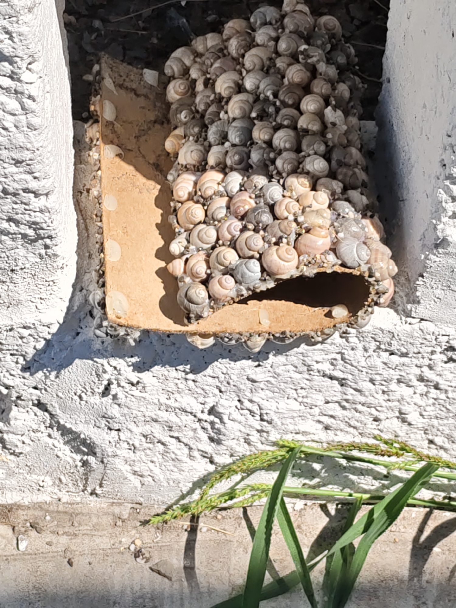 The image shows a close-up view of a wall with a cluster of snail shells adhered to a flat, tan-colored object that is partially inserted into a recess in the wall. The wall appears to be made of textured concrete or stucco and is painted white, with some signs of age and wear. The recess in the wall is dark and appears to be a cavity or opening. The snail shells are varied in size and color, ranging from light tan to gray and brown. They are densely packed together, forming a thick, rounded mass. Some of the shells are intact, while others appear to be broken or fragmented. A few small, white, semi-transparent objects, possibly eggs or larvae, are visible among the shells and on the tan surface. In the lower right portion of the image, several blades of green grass are visible, casting shadows on the wall. The overall scene suggests an outdoor environment. The provided image does not contain any information that would allow for specific identification of the city of Rostov-on-Don, Russia, or any human subjects.
