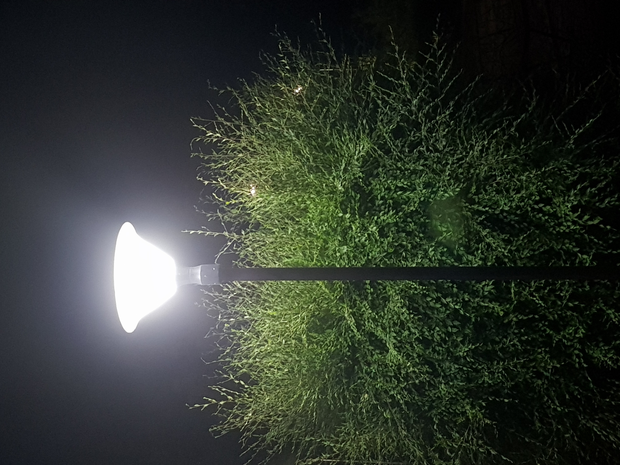 A tall, dark lamppost stands in the foreground, topped with a bright, luminous white light fixture. The lamppost is centered vertically in the frame, with its base obscured by a large, dense green shrub. The shrub fills the lower two-thirds of the image, its branches and leaves illuminated by the lamppost's light, creating a vibrant green mass against the dark, night sky. The sky is a deep, featureless black, indicating nighttime. In the middle ground, several small, bright lights are visible within the shrub, possibly from smaller decorative lights or reflections. The overall scene appears to be an outdoor setting, likely a park or street in Kurchatov, Kazakhstan, due to the presence of a streetlamp and landscaping. No people are visible in the image.