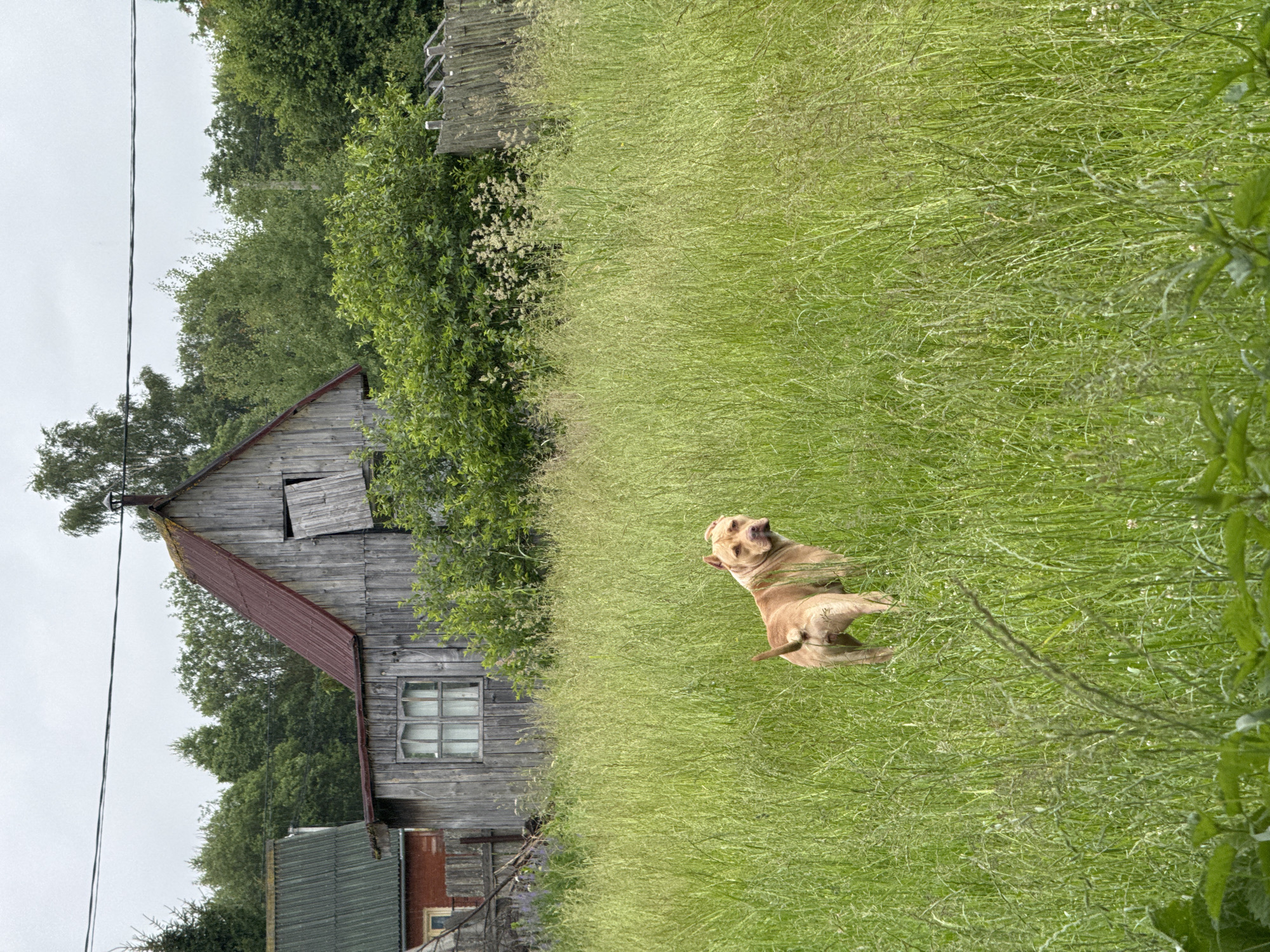 An adult, light brown pit bull dog is standing in a field of tall, green grass. The dog is facing away from the camera, looking over its left shoulder. In the background, there is a dilapidated wooden building with a red roof, a green-roofed structure, trees, and a wooden fence. The sky is overcast. The scene appears to be in a rural or semi-rural area, likely the city of Severianin SNT, Russia.