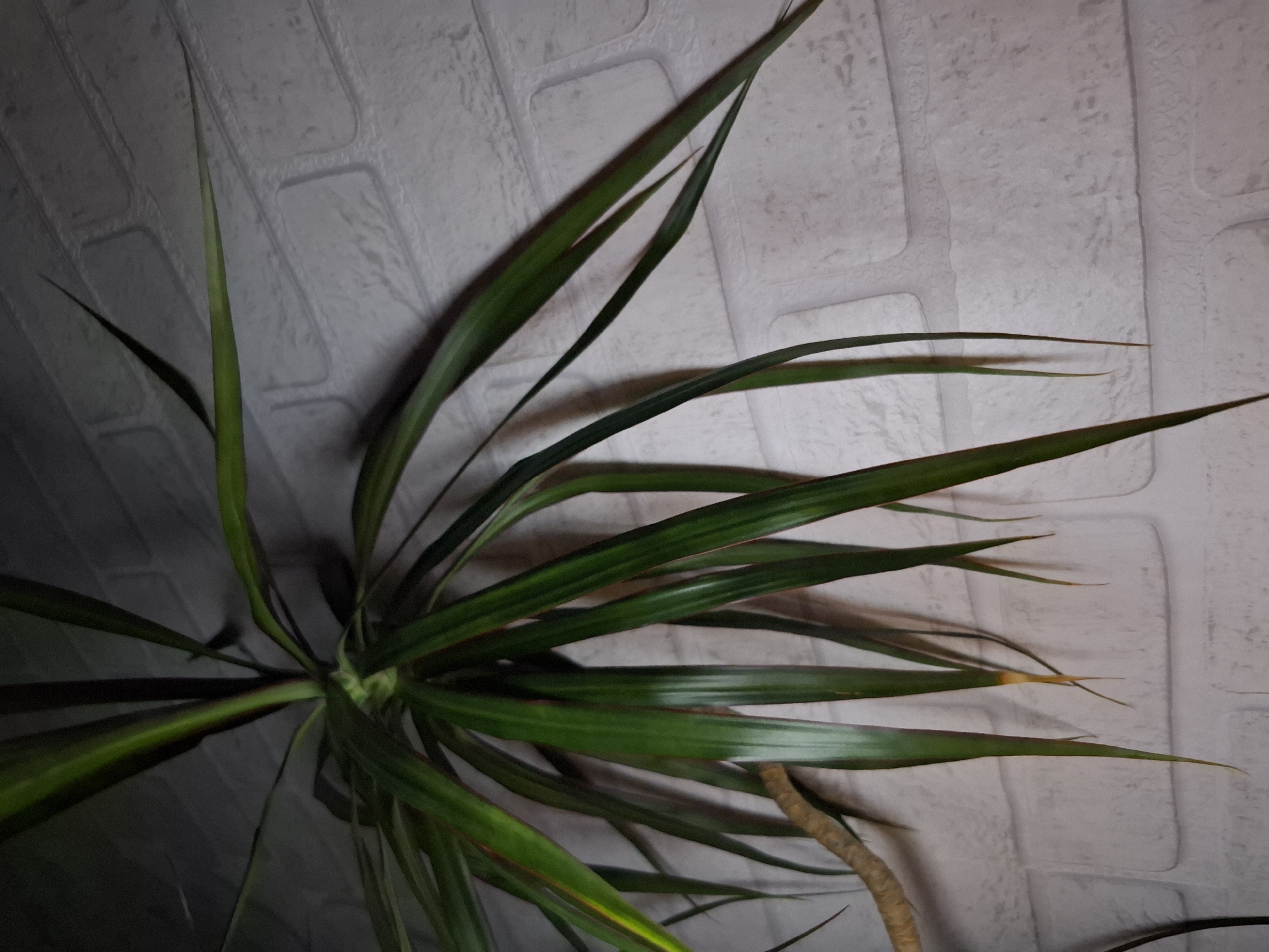 The image shows a Dracaena marginata plant indoors against a white brick-patterned wall. The plant has long, slender green leaves with reddish-brown edges. Some leaf tips are yellowed, possibly due to stress or environmental conditions. The plant's stems are visible near the base. The location is specified as Амзя, Russia, but there are no elements in the image to verify the location.