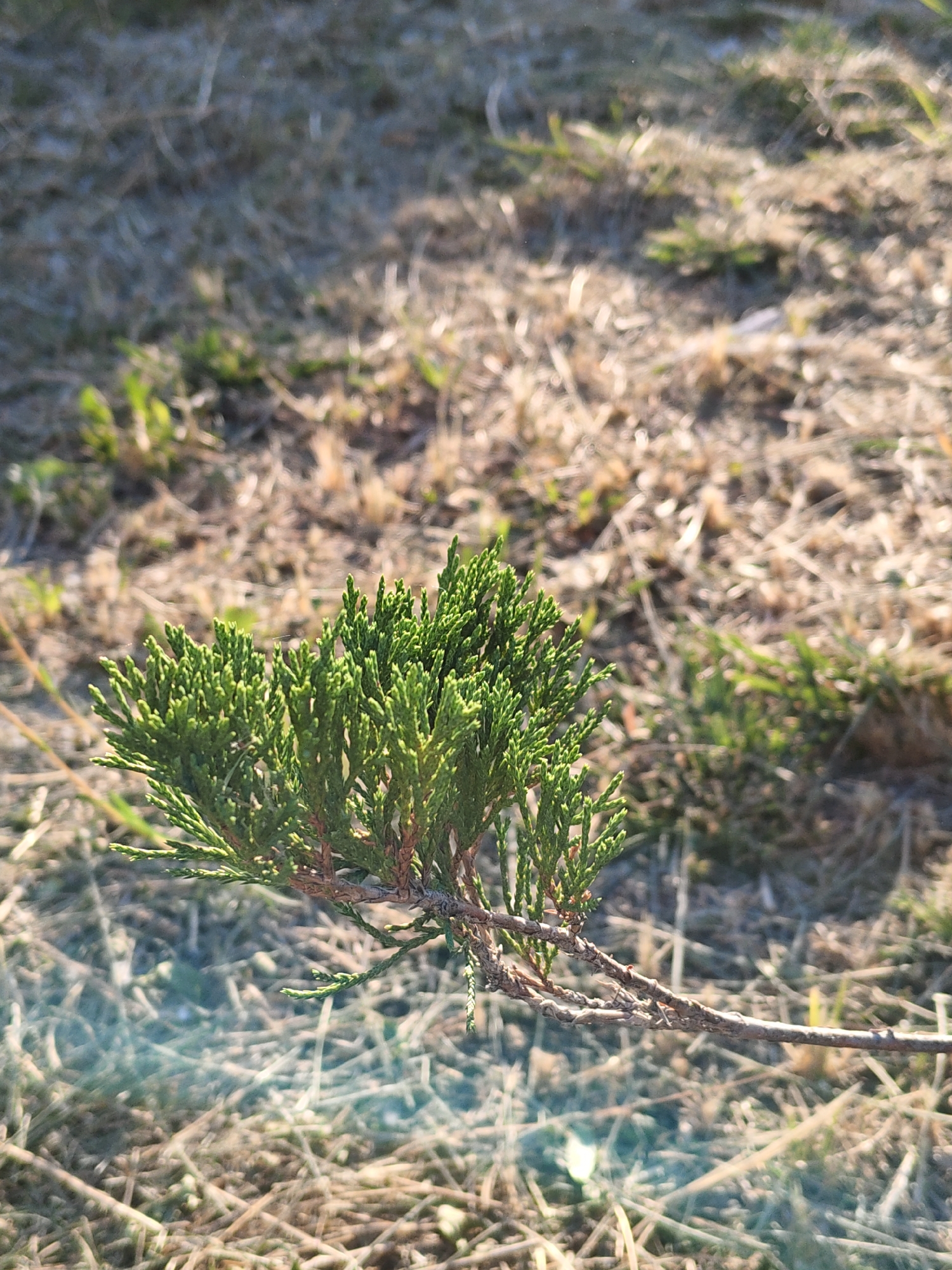 In Olginskaya, Russia, a close-up, low-angle shot captures a sprig of juniper, its vibrant green foliage contrasting with the dry, muted tones of the surrounding ground cover. The juniper branch, appearing to extend from the lower left and cross horizontally towards the right, is in sharp focus, showcasing its scale-like leaves and woody stem. The background is a blur of dry grass and soil, bathed in the warm light of what appears to be either late afternoon or early morning sun, casting dappled shadows. A faint lens flare or light artifact is visible in the lower left quadrant of the image, adding a slight ethereal quality. No people or animals are present.