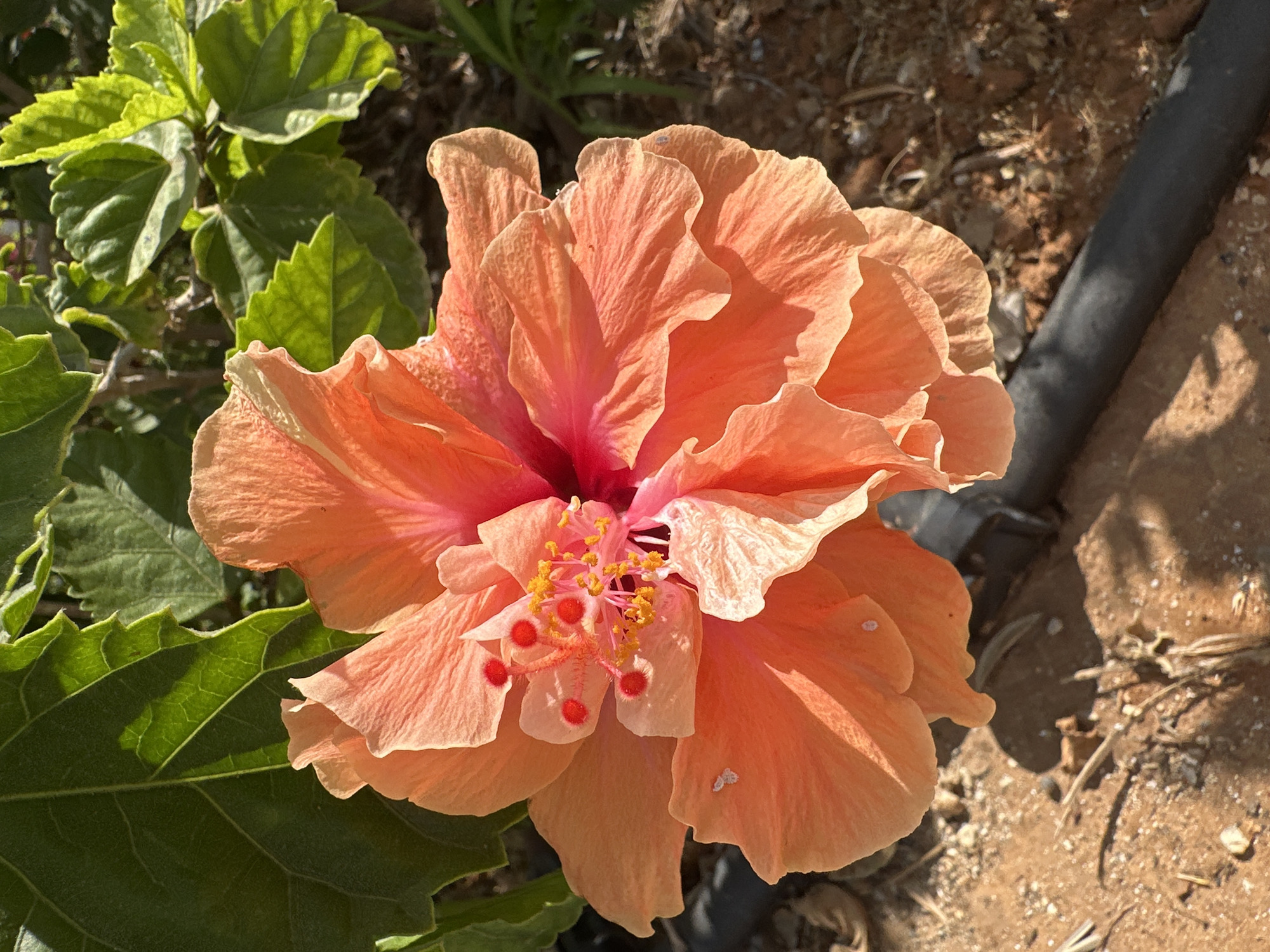 A close-up, high-angle shot shows an open, vibrant coral-pink hibiscus flower in full bloom. The flower's petals are layered and ruffled, with lighter, almost white edges. In the center of the flower, a prominent stamen structure is visible, tipped with bright yellow pollen and dotted with small, bright red stigmas. The background consists of lush, dark green hibiscus leaves bathed in sunlight, and dry, sandy ground with scattered small stones and dried plant matter. A black irrigation hose runs diagonally across the lower portion of the frame. The scene is outdoors, under bright daylight. The image was taken in a garden setting, likely in Haifa, Israel, given the presence of hibiscus plants and the arid ground cover often found in Mediterranean climates.