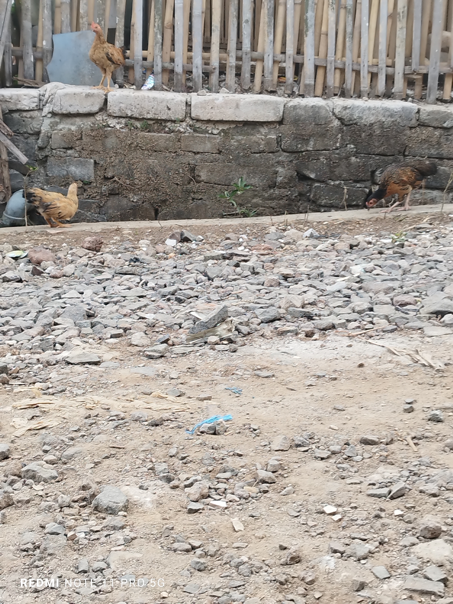 In Kaduhejo, Indonesia, a rural scene unfolds with three chickens in view. Two are standing on a low, grey stone wall. The chicken on the left is a lighter brown and appears to be looking to the left. The chicken on the right is a darker brown with black markings and is facing towards the right. Further to the right and slightly lower, a third chicken, also brown with black markings, is pecking at the ground. The environment consists of a rough, rocky terrain with some scattered debris, including small pieces of wood and what appears to be a piece of blue plastic. Behind the stone wall, a bamboo fence is visible, composed of vertically aligned bamboo poles. The lighting suggests it is daytime.