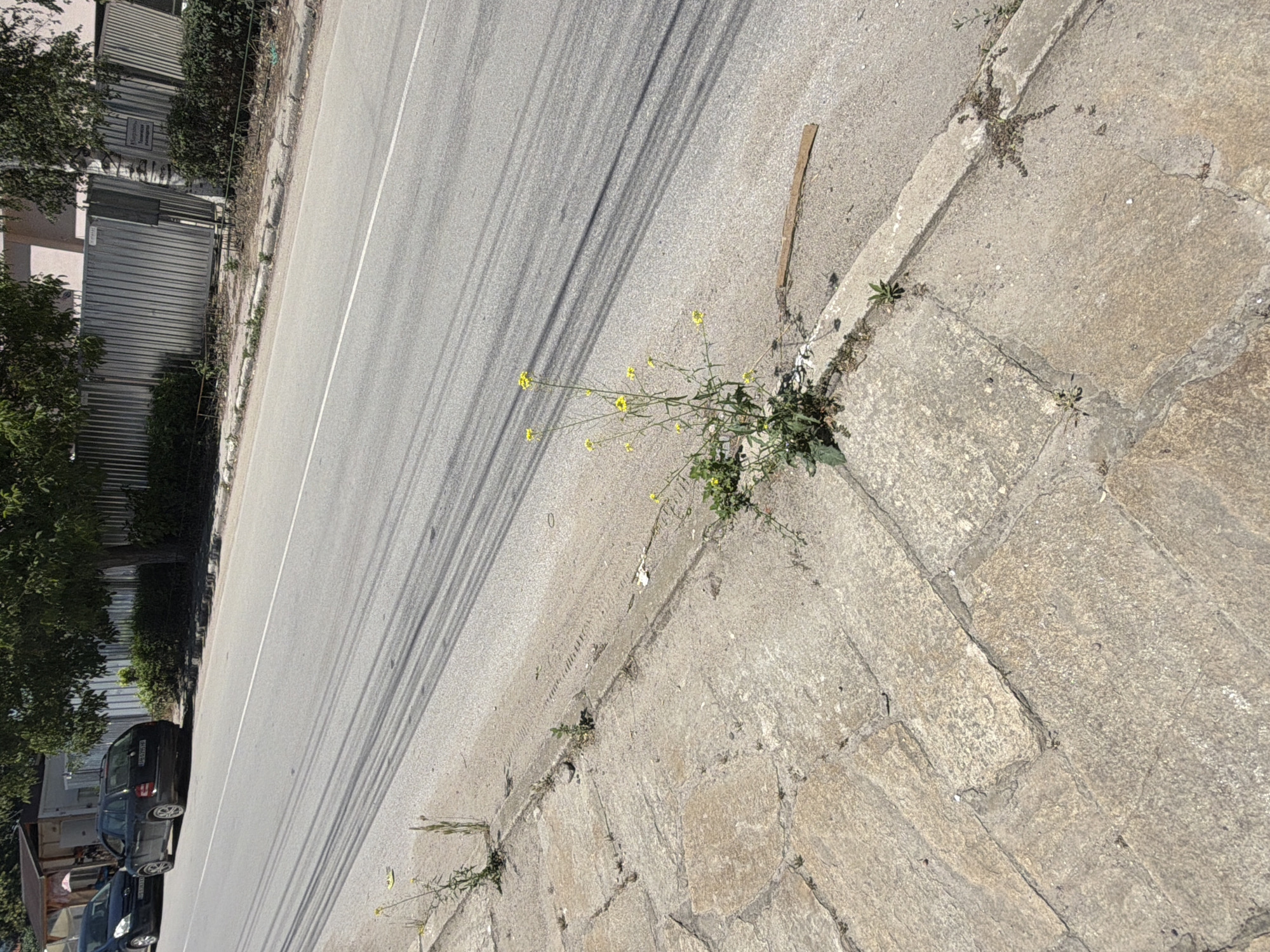 The image shows a street in Zlatitrap, Bulgaria. A paved sidewalk made of large, light-colored stones runs along the left side of the frame. The sidewalk is bordered by a concrete curb. To the right of the curb is a paved road with tire marks visible. Several small plants, some with yellow flowers, are growing in cracks in the sidewalk and along the curb. In the background, a metal fence is visible, as are trees and buildings. Two cars are parked on the side of the road in the distance on the left. The scene appears to be an outdoor, urban environment under daylight.