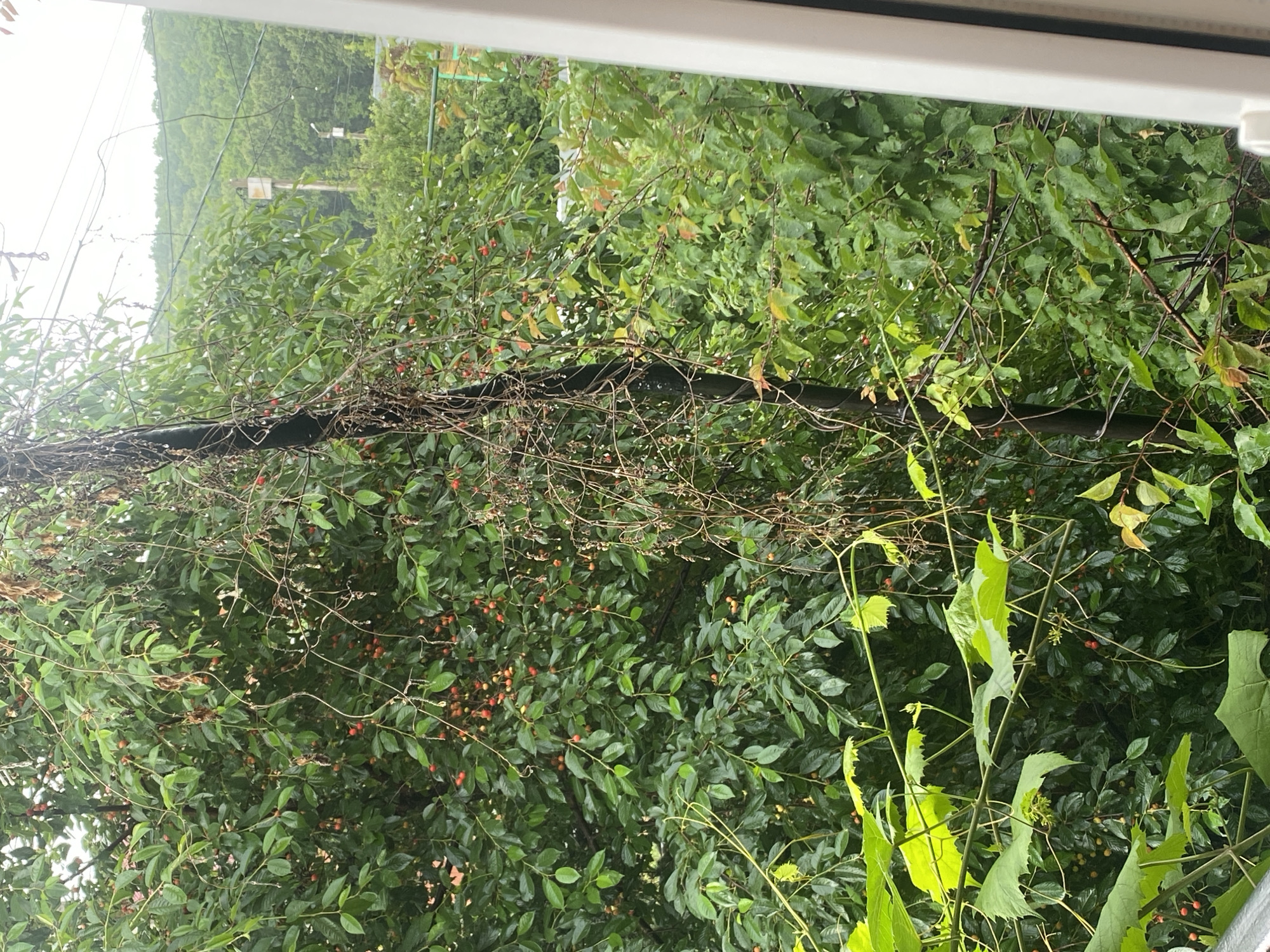 The image depicts an outdoor scene, likely in a backyard or garden area, with a dense canopy of green foliage and some reddish berries visible on branches. A dark, vertical pole, possibly a utility pole or fence post, is prominent in the center of the frame, draped with dry, vine-like tendrils. Several wires are strung across the upper portion of the image. In the background, a lush, green hillside with trees can be seen under an overcast sky. The overall impression is one of natural growth, possibly indicating a slightly overgrown or wild area within the city of Солнечная Поляна, Russia. No people or animals are visible in the image.