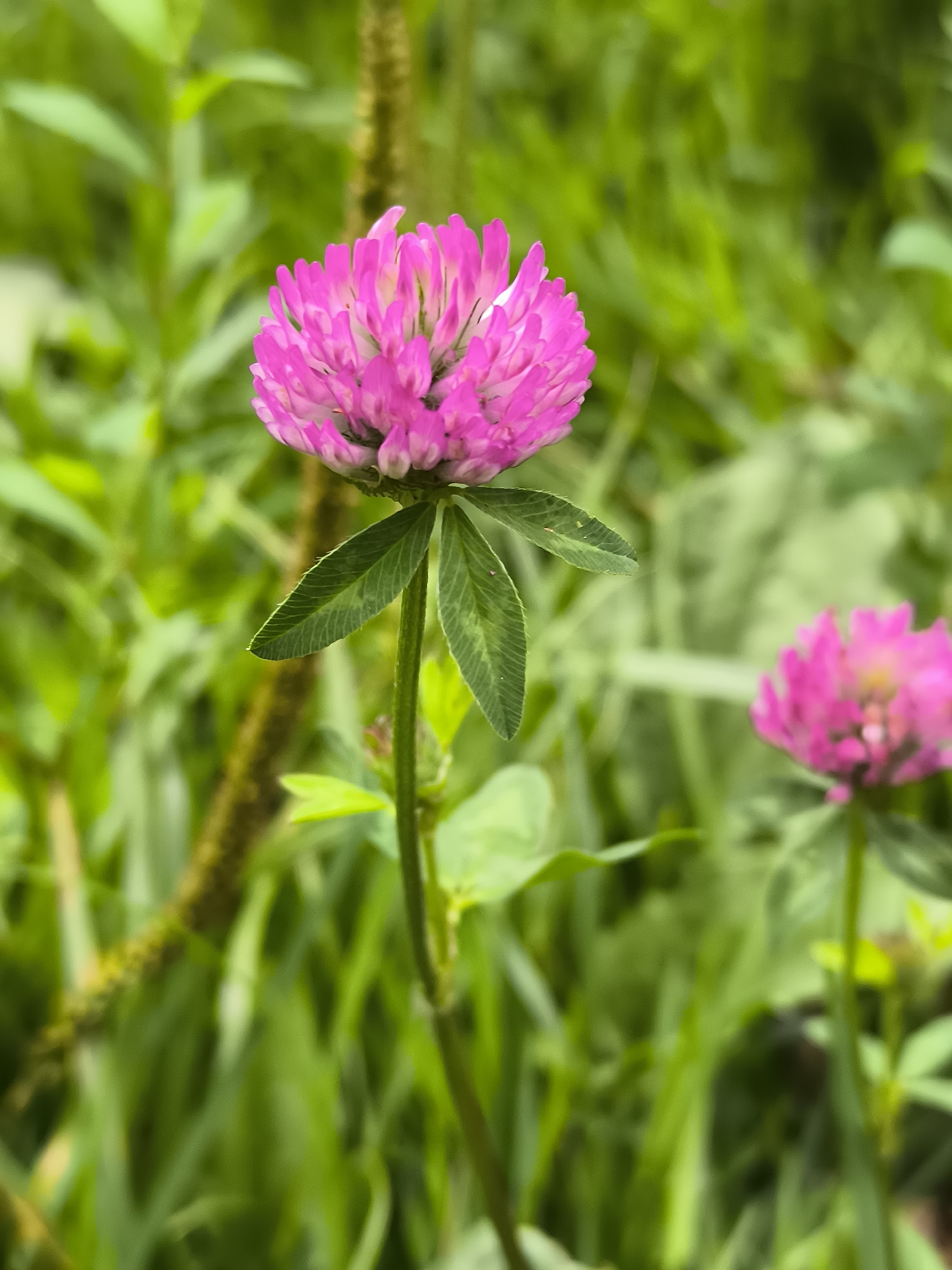 The image shows a close-up of a pink clover flower with green clover leaves, set against a blurred background of green foliage. Another pink clover flower is visible in the background, out of focus. The scene appears to be outdoors, possibly in a park or garden. There are no people or animals in the image, and no specific landmarks of Klaipėda, Lithuania, are visible. The focus is solely on the natural elements of the flora.