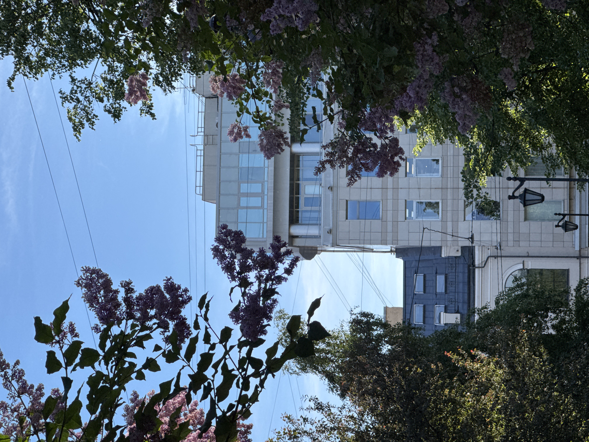 The image shows a building in Saint Petersburg, Russia, with trees and lilac bushes in the foreground. The building appears to be modern, with a light-colored facade and large windows. The trees are lush and green, and the lilac bushes are covered in purple flowers. The sky is clear and blue. The scene is peaceful and idyllic.