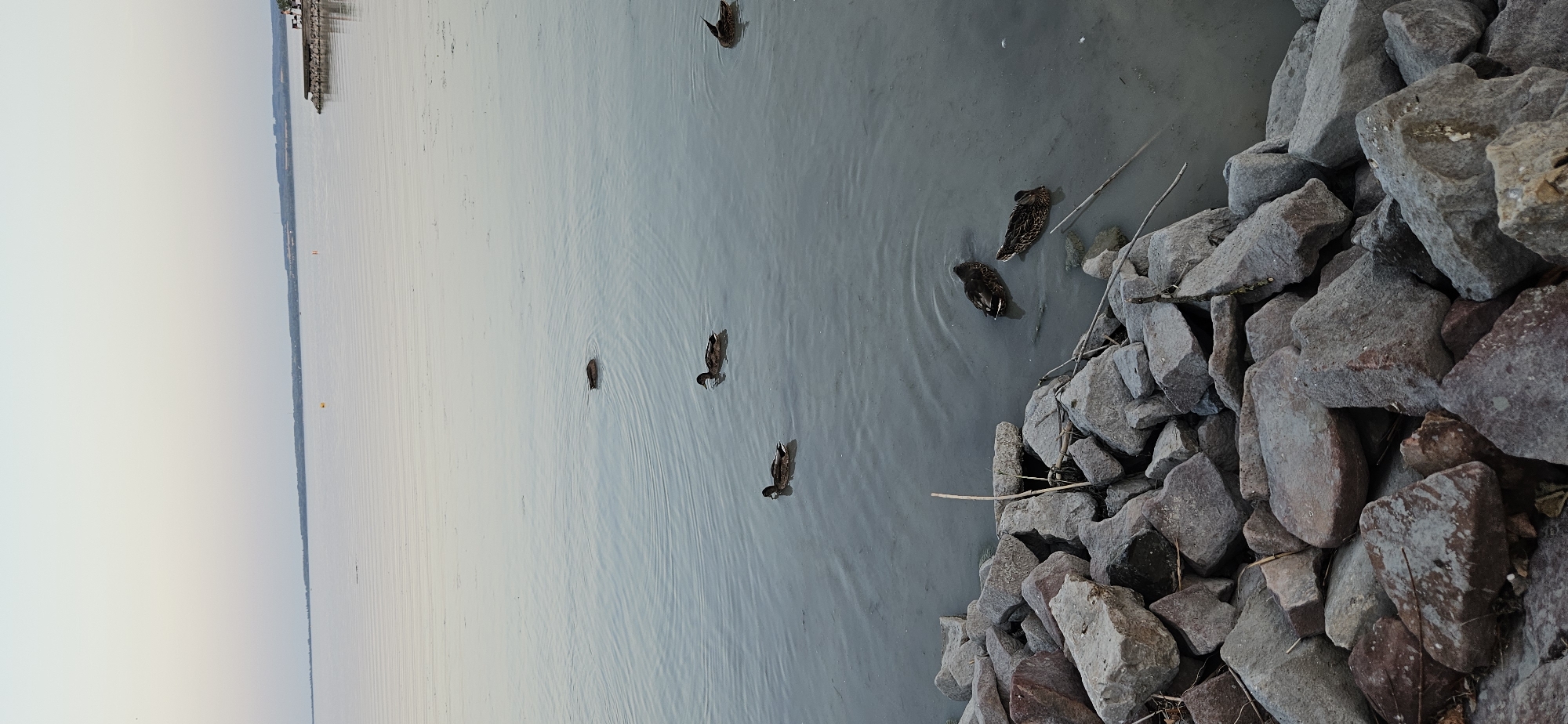 The image shows a body of water, likely Lake Balaton, near Keszthely, Hungary. The foreground is dominated by a rocky shoreline, composed of various-sized grey and reddish-brown stones. Several ducks are swimming in the calm, shallow water near the shore. In the background, the water extends to a distant horizon where a faint landmass with trees and some buildings is visible. The sky is a pale gradient of light blue and pink, suggesting it is either early morning or late evening. A small wooden pier or structure can be seen in the far right of the background.