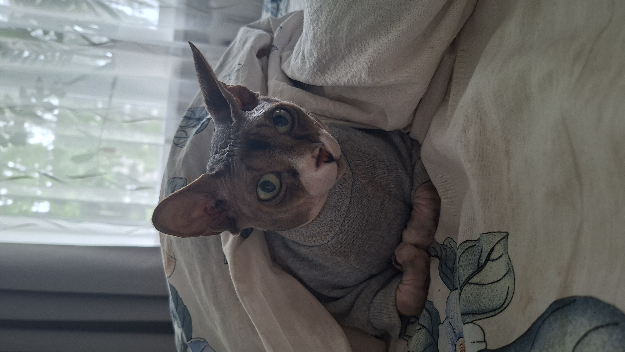 A close-up, eye-level shot shows a hairless Sphynx cat wearing a gray sweater nestled under a light-colored duvet with a blue floral pattern. The cat's large, round green eyes are wide open and looking directly at the camera. Its ears are pointed upwards. The cat's front paws are crossed in front of its chest. The background is blurred, showing a window with sheer curtains and greenery outside, suggesting an indoor setting in a residential building. The scene appears to be a bedroom. The image is taken in Myadzyel, Belarus.