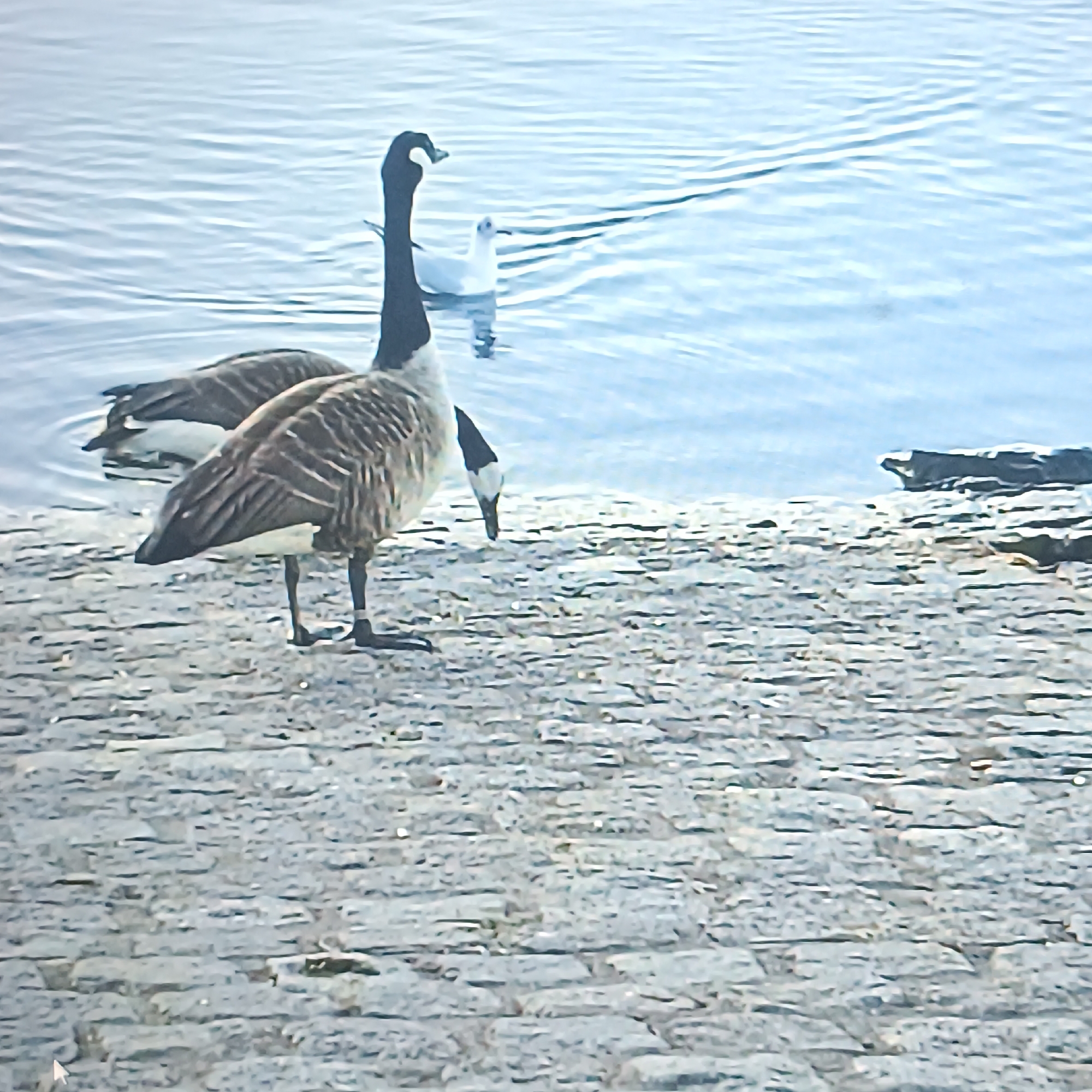 A pair of Canada geese are on a cobblestone shore with the water of the Main River in the background. One goose is facing right, with its head down, appearing to drink from the water. The other goose is partially obscured, with its head also down, in the water. A white seagull is visible in the water to the left of the geese. The cobblestones are grey and appear wet, suggesting recent rain or proximity to the water. The water is calm with ripples. A dark, horizontal object, possibly a piece of driftwood or a rock, is visible on the shore in the upper right quadrant of the image. The lighting suggests it is daytime.