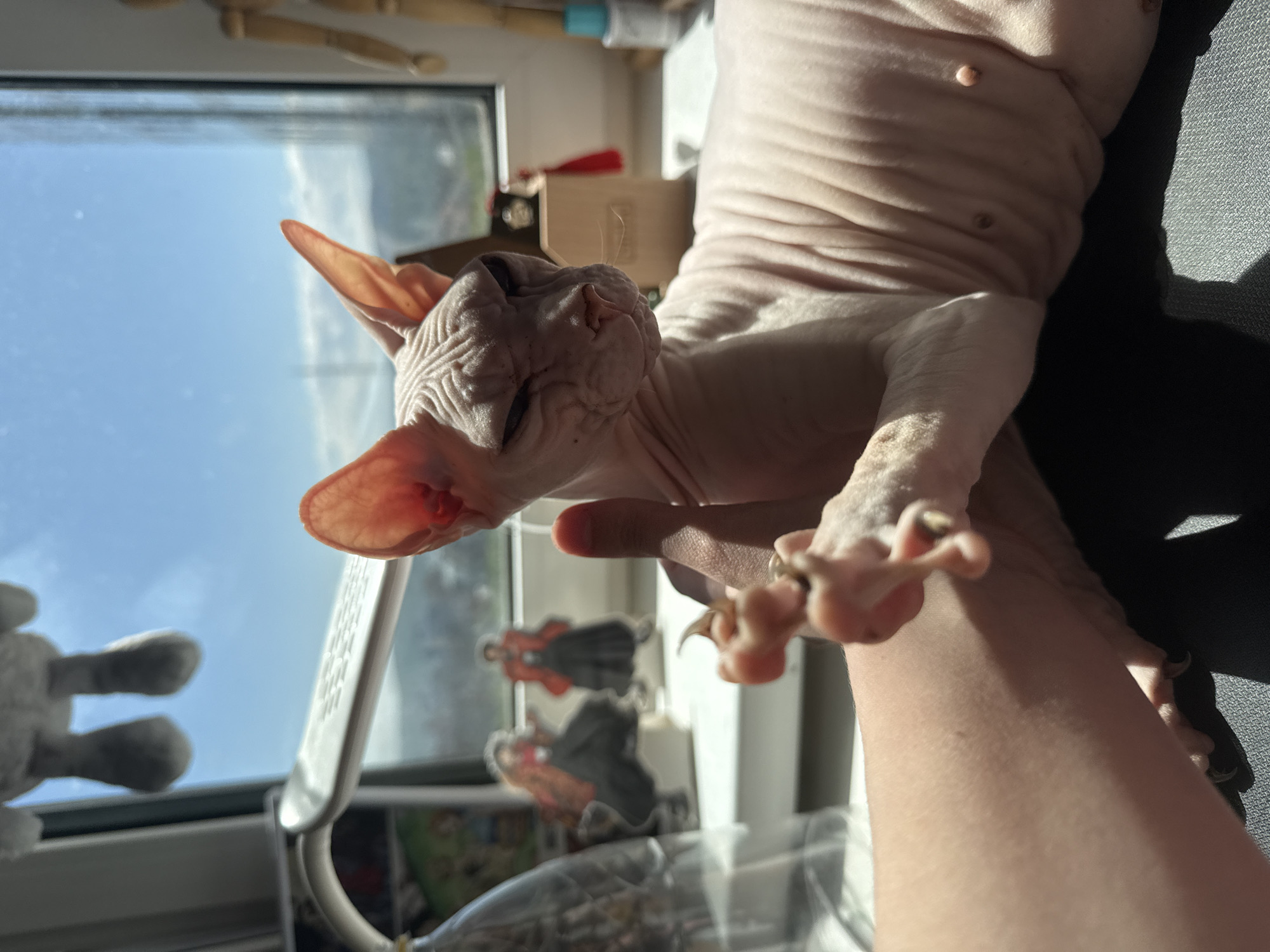 A close-up, slightly angled shot depicts a nude Sphynx cat, with its characteristically wrinkled skin, resting on a human arm. The cat appears to be in a relaxed state, possibly sleeping. The skin texture of both the cat and the arm is emphasized by the lighting.
Behind the cat, a window frame is visible with a view to the outside. The window is adorned with small decorative stickers. The background is blurred. The cat and the arm seem to be bathed in sunlight, suggesting an indoor setting near a window. There is no indication that the image was taken in Krasnoyarsk, Russia.