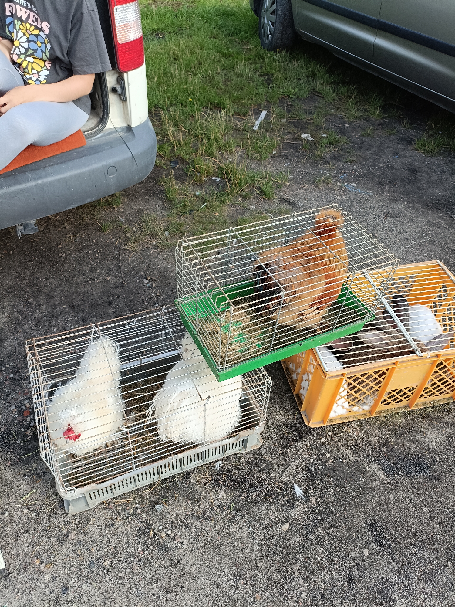 In Łosice, Poland, a person is partially visible sitting in the open trunk of a white van. The person is wearing a dark t-shirt with a colorful floral design and light gray pants. In front of the van, on the ground, are several cages containing animals. A white cage holds two fluffy white chickens with red combs. To the right of this cage, another white cage contains one brown and orange chicken. Next to that, an orange plastic crate holds what appear to be several rabbits, some white and gray. The ground is a mix of dirt and gravel, with some sparse green grass in the background. A portion of a dark-colored car is also visible in the upper right quadrant of the image.