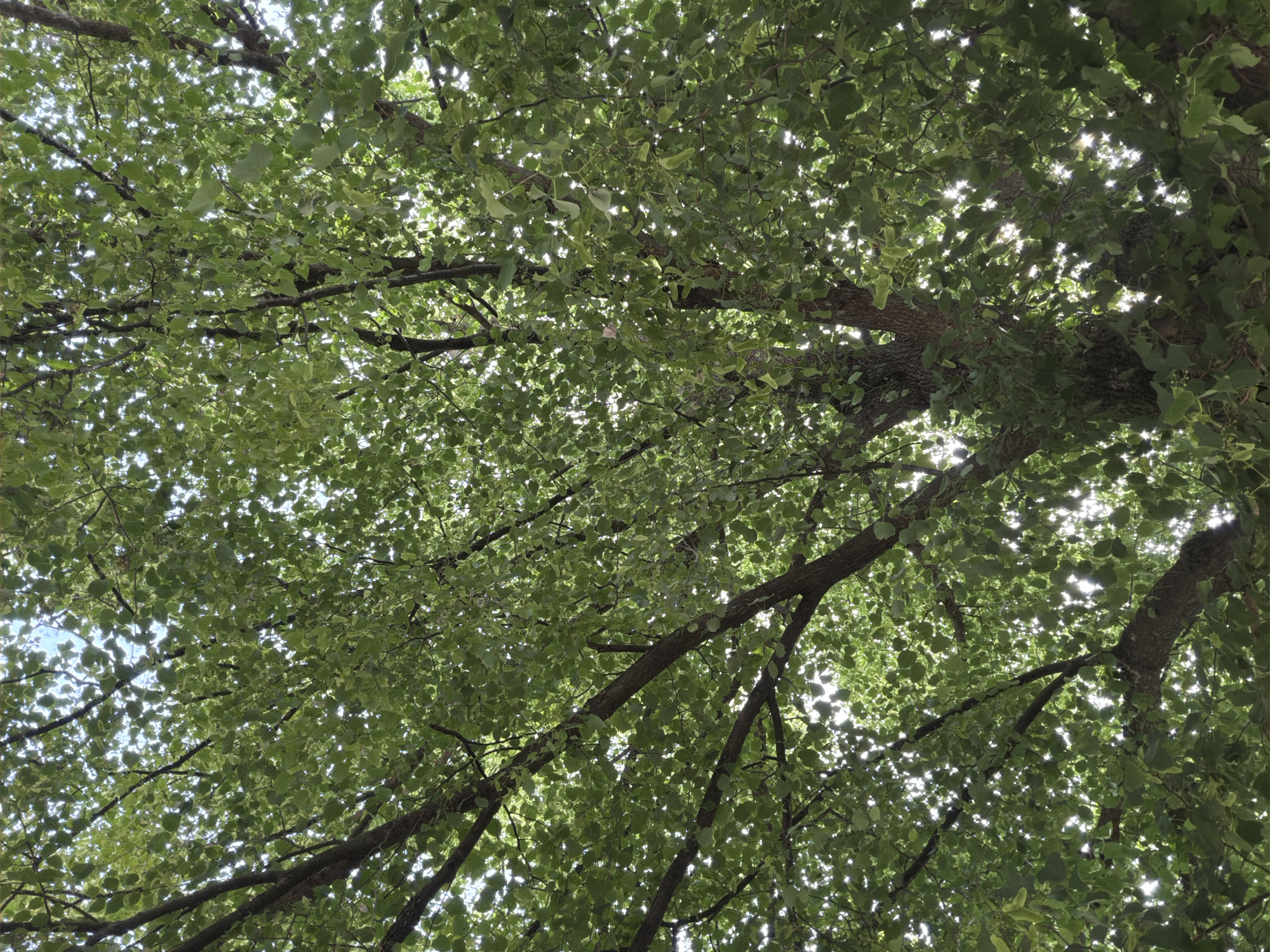 The image is a ground-level upward shot into the dense canopy of a tree. The leaves are a light green color, and sunlight filters through them creating bright highlights. Branches of varying thicknesses extend across the frame, some are in focus. The location is not discernible as Dolna Mitropolia, Bulgaria. There are no people or distinct objects besides the tree.