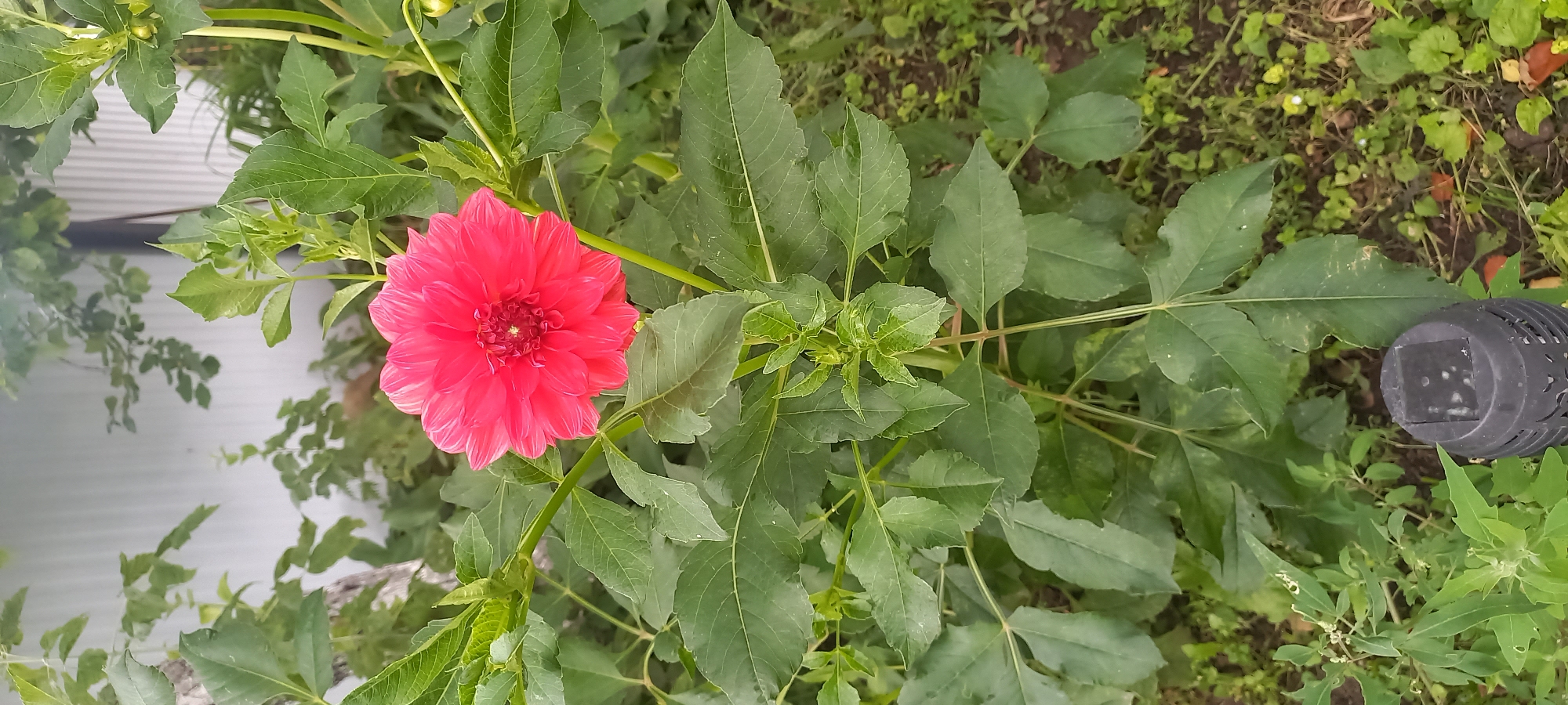 A vibrant pink dahlia flower blooms prominently in the center of the frame, its petals tightly packed and radiating outwards. The flower is surrounded by lush green foliage, with large, serrated leaves forming a dense backdrop. The background shows a light-colored corrugated metal fence, partially obscured by the greenery and branches. The scene appears to be outdoors, in a garden setting. A small black object, possibly a garden light, is visible at the bottom right corner of the image. The image does not contain any individuals or visible actions. The location is specified as Идрисово, Russia.