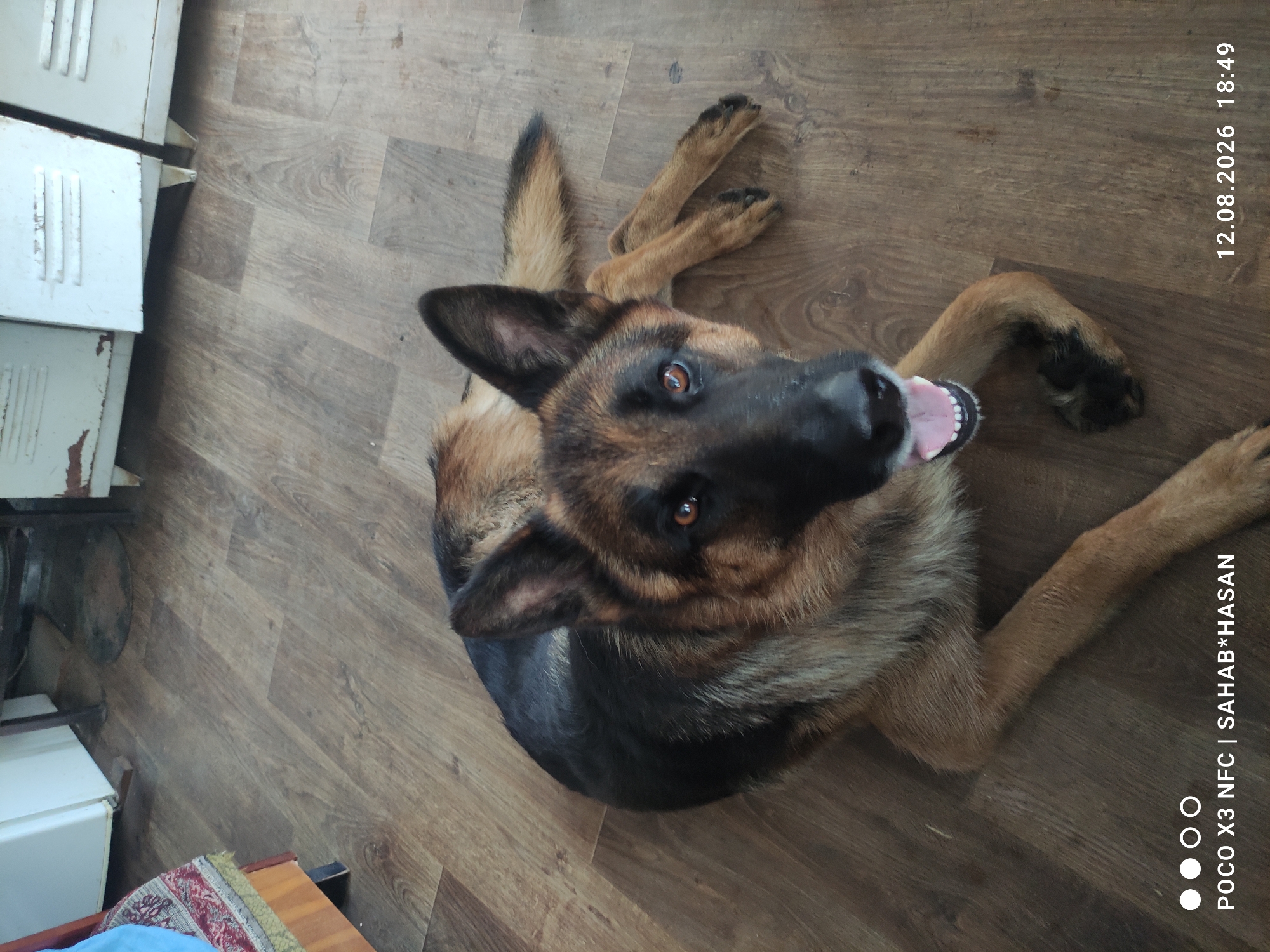 A German Shepherd dog lies on a wooden floor, its head turned towards the camera with its mouth open. The dog has typical German Shepherd coloring of black and tan. In the background, to the left, a white appliance and a piece of furniture with a red and white patterned fabric are visible. To the right, there are parts of metal cabinets. The timestamp "12.08.2026 18:49" and "POCO X3 NFC | SAHAB*HASAN" are present in the lower portion of the image. The scene appears to be indoors. There is no indication of the specific location within Kostroma, Russia.