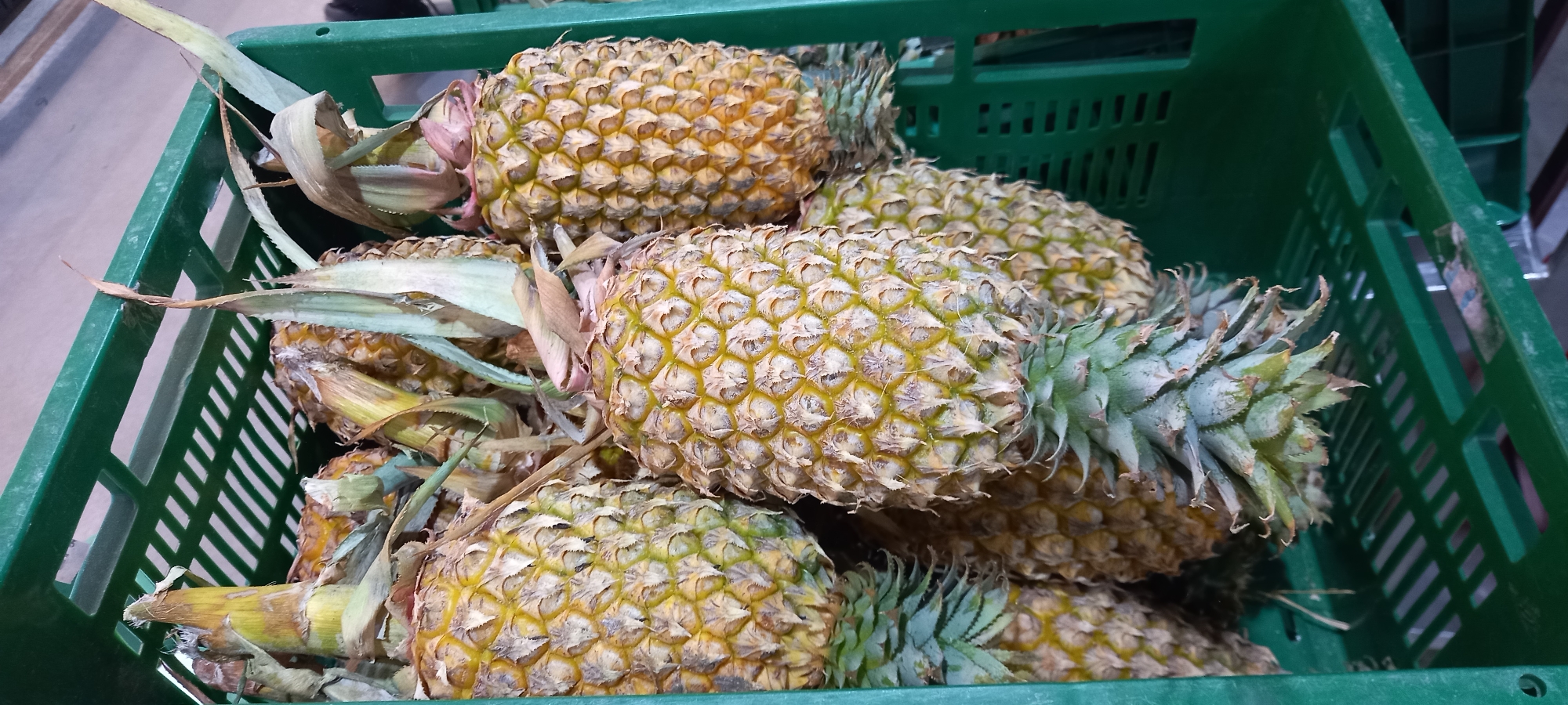 The image displays a close-up, elevated view of multiple ripe pineapples packed into a vibrant green plastic crate. The pineapples exhibit a golden-yellow color with hints of green and brown on their textured, segmented skin, indicative of ripeness. Each fruit features a spiky green crown, although some of the crown leaves show signs of drying or browning.
The green plastic crate has a slatted design, commonly used for storing and transporting fresh produce. The pineapples are densely arranged within the crate, suggesting they are either in storage, awaiting transport, or on display in a market setting. The scene appears to be indoors, under artificial lighting, as indicated by the consistent illumination and the slightly blurred background which offers no distinct outdoor features. No people are visible in the frame, and there is no discernible text. This scene is located in Moo 1, Thailand, showcasing typical produce handling.