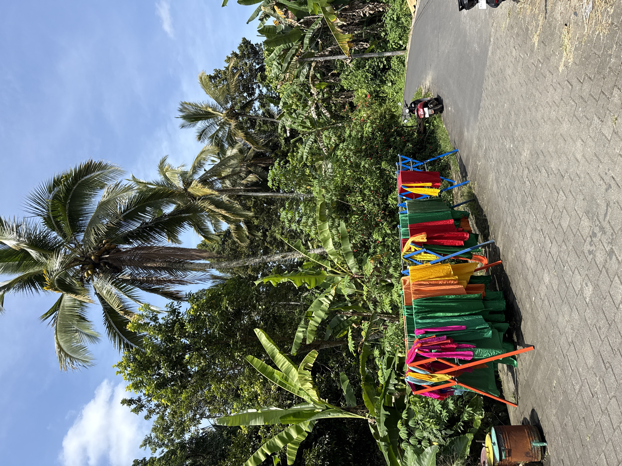 The image is an eye-level, vertical shot taken outdoors in Tegallalang, Indonesia. The left of the frame contains a tall coconut palm tree with lush green fronds, reaching towards a bright blue sky dotted with light clouds. The foreground is filled with dense tropical foliage, including banana trees and various green plants.
To the right of the foliage, a paved pathway stretches into the distance. A motorcycle is parked along the path. Clotheslines are laden with colorful fabrics, mostly green, yellow, orange, and red, and are spread along the edge of the path, adding a vibrant touch to the scene. The composition suggests a residential area adjacent to a natural landscape, characteristic of Tegallalang. The presence of the drying fabrics and the parked motorcycle indicates local life and activity.
