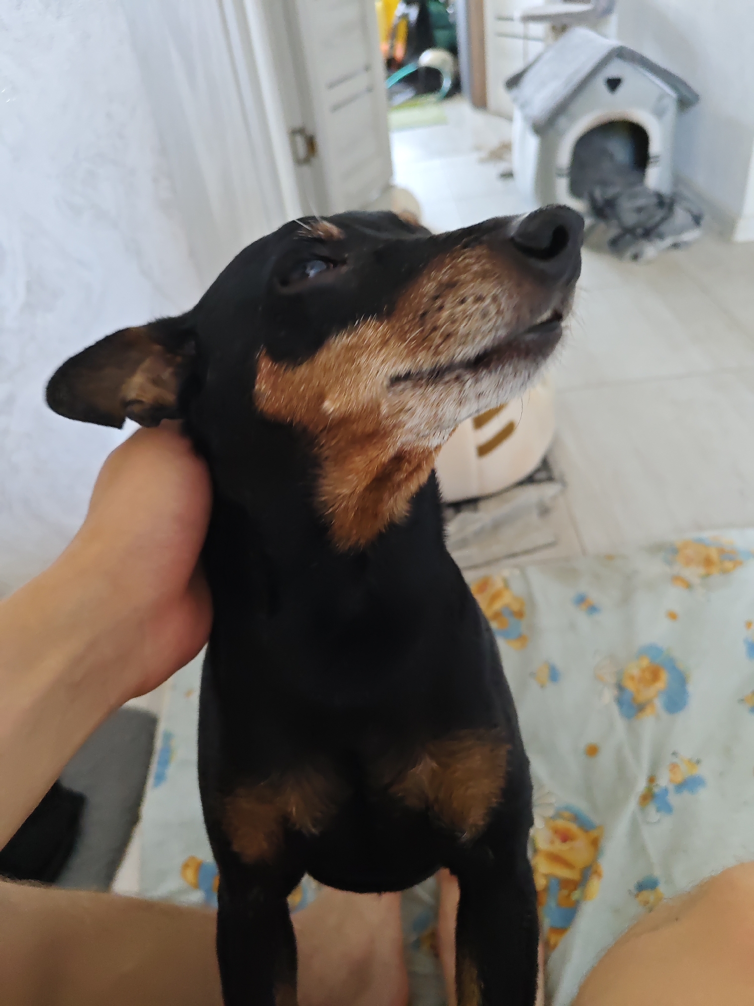 A Miniature Pinscher dog, primarily black with tan markings on its face and chest, is being held by a person's hand under its chin. The dog's head is tilted upwards and slightly to the right, with its eyes looking up and to the left. Its mouth is slightly open, as if panting or about to bark. The background shows a room with a white curtain on the left and a light-colored floor. In the middle ground, a small gray dog house with a white roof and entrance is visible, and a round object with yellow stripes can be seen behind the dog. The foreground is occupied by the dog and the person's hand, with a light blue blanket featuring a floral pattern of yellow and blue flowers beneath the dog. The overall lighting suggests an indoor setting during the daytime.