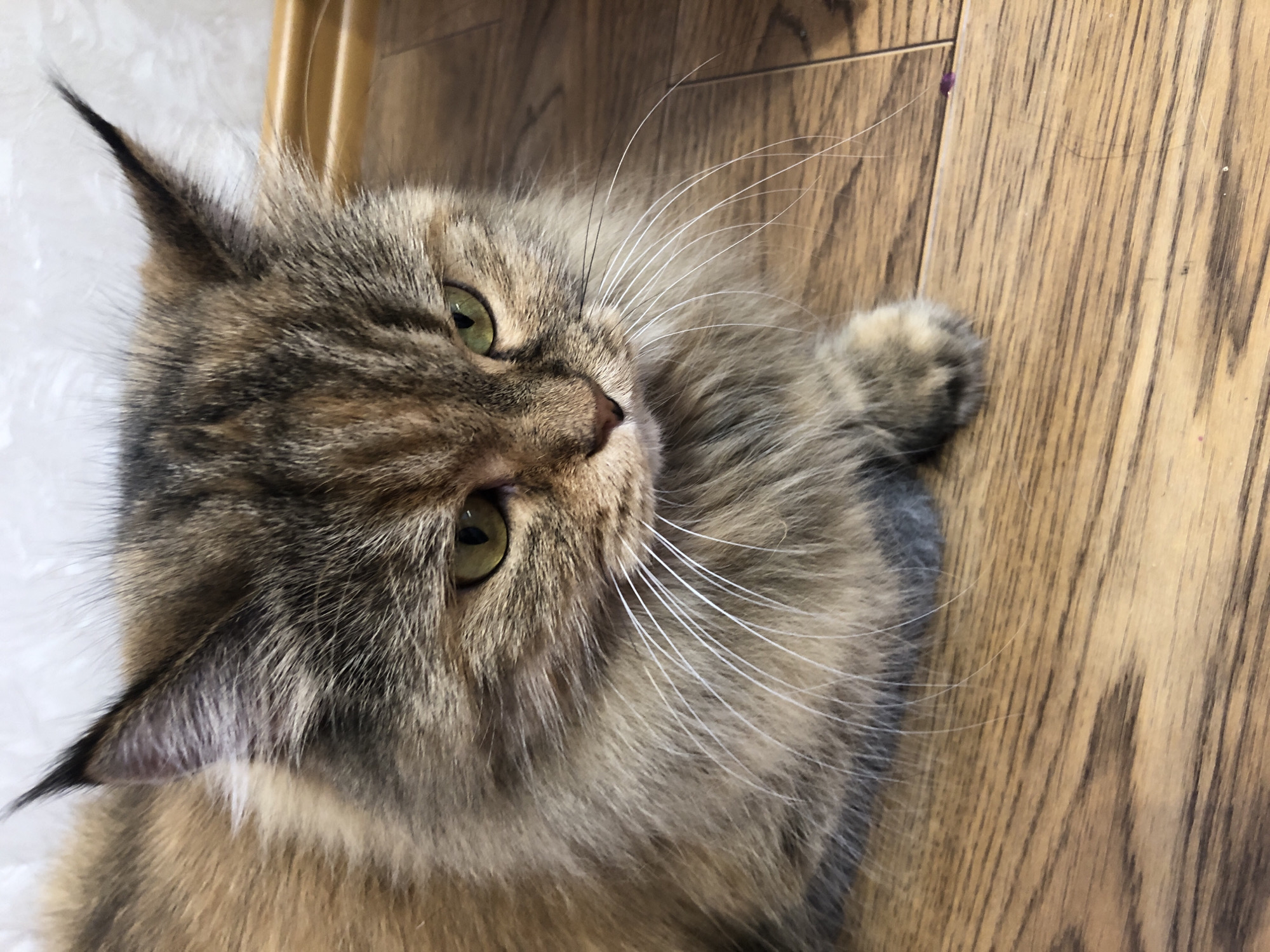 A long-haired tortoiseshell cat with green eyes is shown from the chest up, sitting on a light brown wooden floor. The cat's fur is a mix of brown, black, and orange. Its ears are pointed and have tufts of fur at the tips. The cat is looking to the right, with its mouth slightly open. The background is a white, textured wall with a wooden trim at the top. The lighting is natural and comes from the front. The image is a close-up of the cat, filling most of the frame. There are no people or any other animals visible in the image. The cat's paws are visible, with one resting on the floor. A tiny purple speck is visible on the floor to the right of the cat's paw.