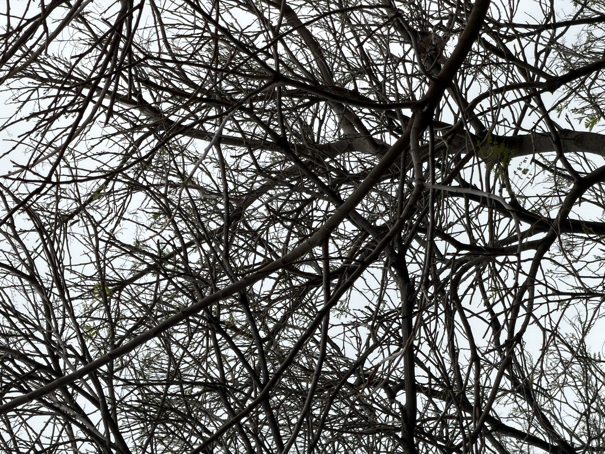 The image depicts a dense network of bare tree branches against a pale, overcast sky. A few small, green leaves are visible on some of the branches. It is daytime. The location, according to the prompt, is Kiryat Bialik, Israel.