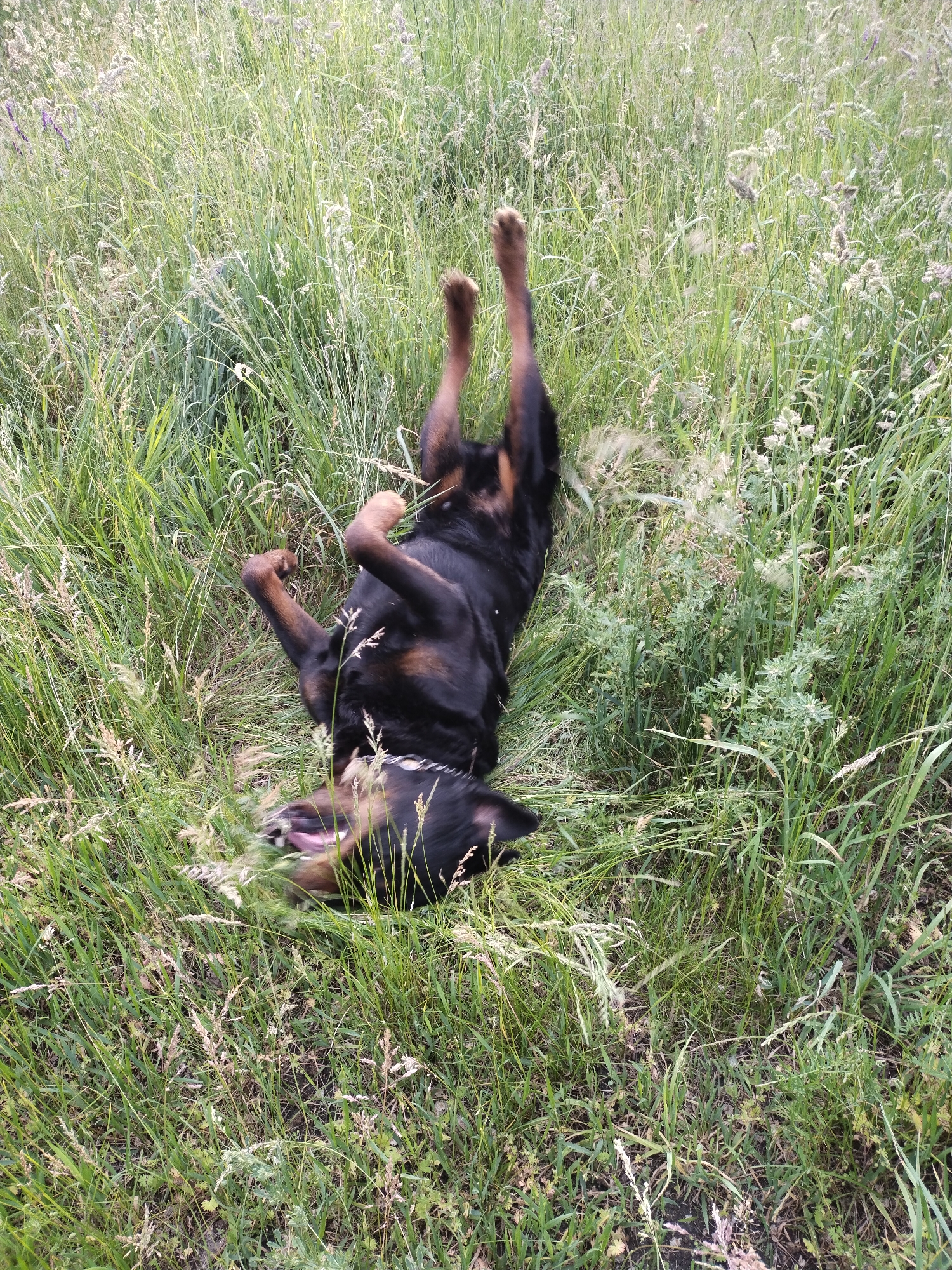 A black and tan dog, possibly a Rottweiler or Doberman mix, is the central subject of this image, captured lying on its back in a field of tall grass. Its four paws are extended upwards, and its mouth is open, conveying a playful, joyful, and relaxed demeanor, as if it's rolling around or enjoying the feel of the grass.
The scene is an outdoor natural setting, characterized by dense, varied tall grass with shades of green and light brown, suggesting a meadow or an uncultivated area. Some lighter-colored seed heads are visible among the grass, and a few small plants with broader leaves are also present. The lighting indicates daytime, likely late afternoon or early evening, with soft, natural illumination on the vegetation. The weather appears clear and pleasant.
There are no other subjects or objects of note, and no visible text. The image provides a glimpse of a dog's carefree moment in nature within the location context of Horishni Plavni, Ukraine.